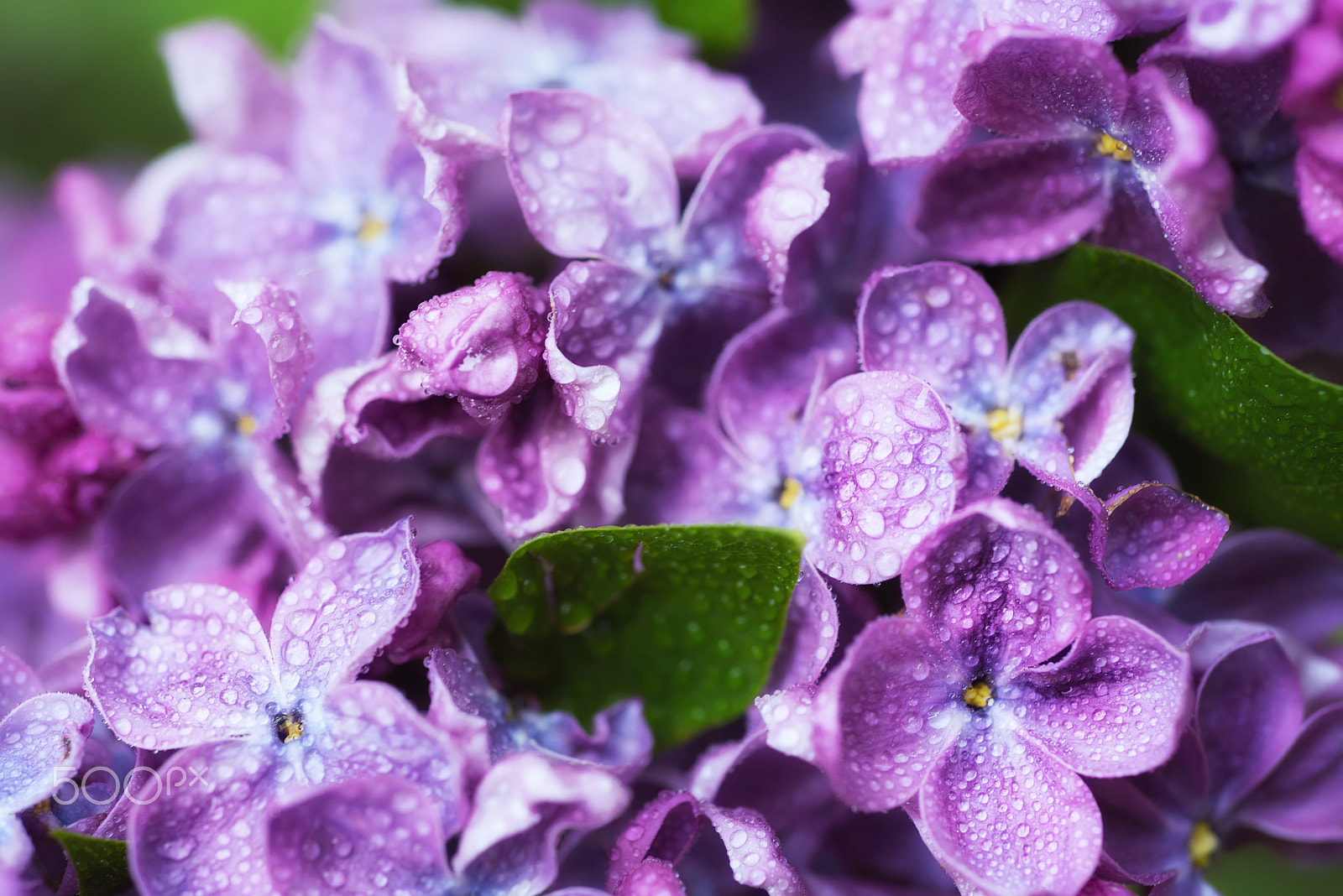 Nikon AF Micro-Nikkor 60mm F2.8D sample photo. Lilac flowers macro photography