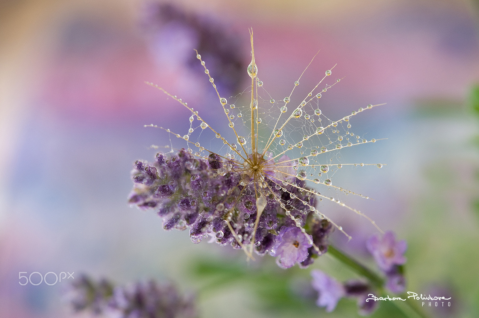 Nikon AF-S Micro-Nikkor 60mm F2.8G ED sample photo. Magic of the moment photography