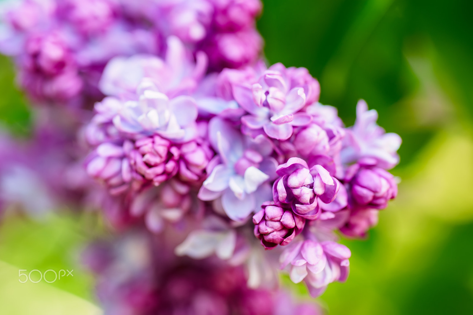 Nikon AF Micro-Nikkor 60mm F2.8D sample photo. Spring lilac flowers photography