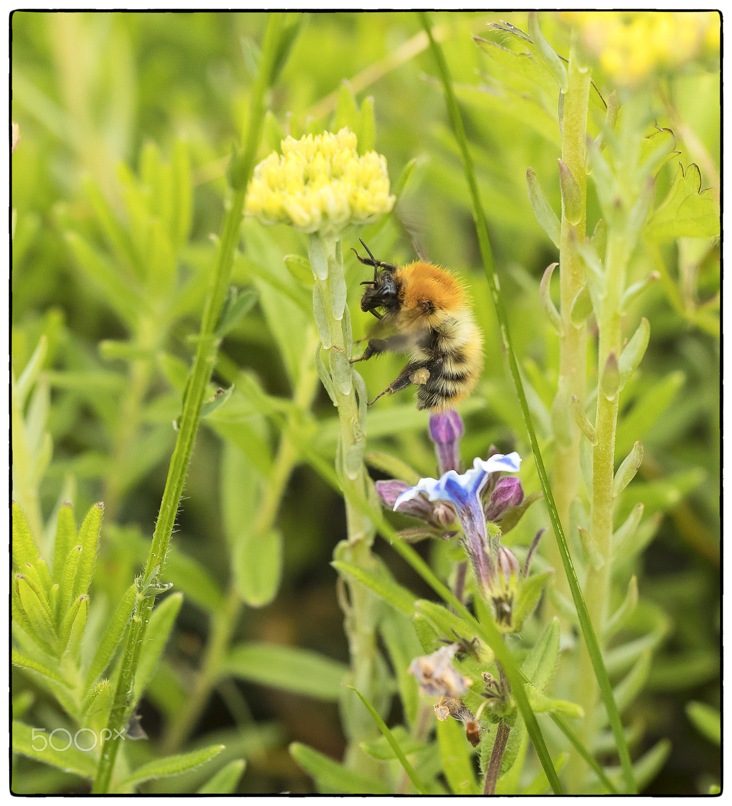 Canon EF 100mm F2.8L Macro IS USM sample photo. Common carder bee photography