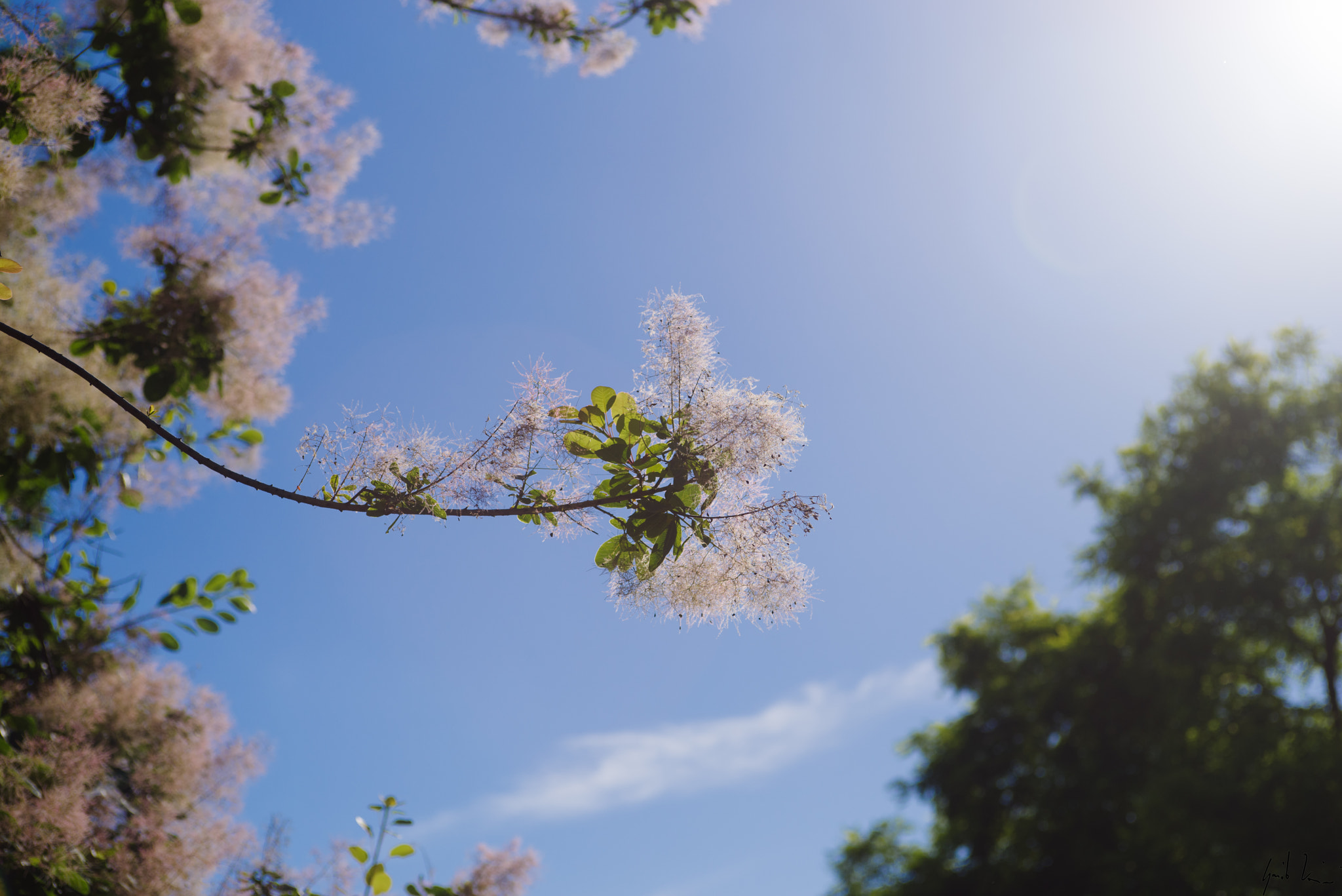 smc PENTAX-FA* 28-70mm F2.8 AL sample photo. Quel ramo... photography