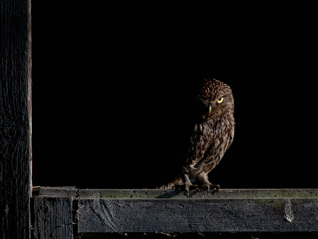 Canon EF 600mm F4L IS II USM sample photo. Little owl photography