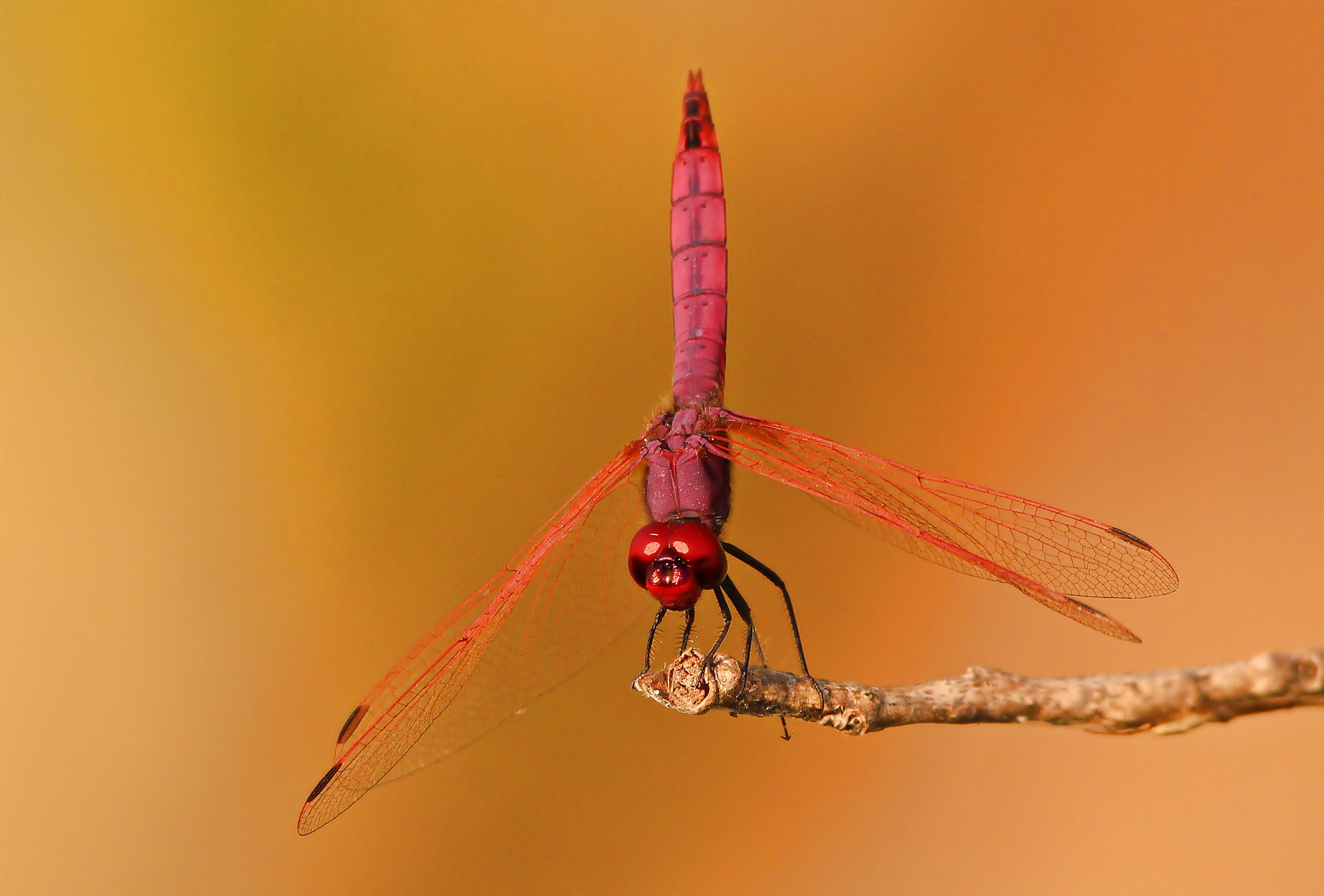 Sigma 150-500mm F5-6.3 DG OS HSM sample photo. Trithemis annullata photography