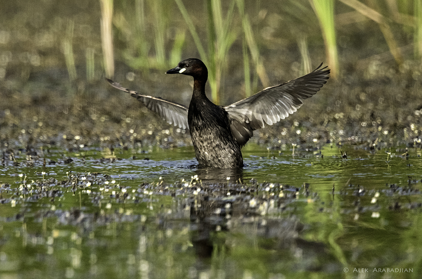 Nikon D500 + Nikon AF-S Nikkor 400mm F2.8E FL ED VR sample photo. Fresh air photography