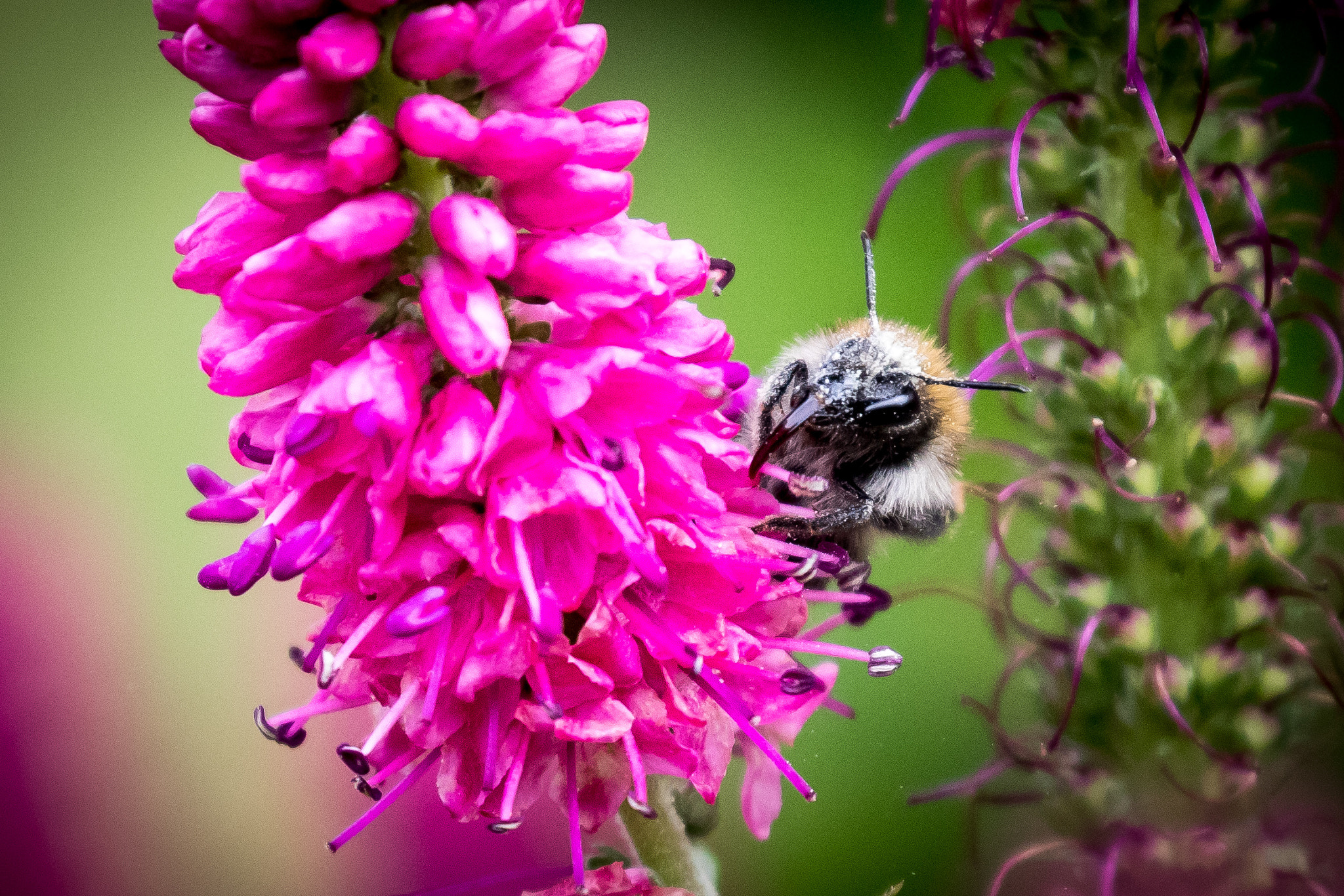 Canon EF 70-300mm F4-5.6L IS USM sample photo. Look at that tongue! photography