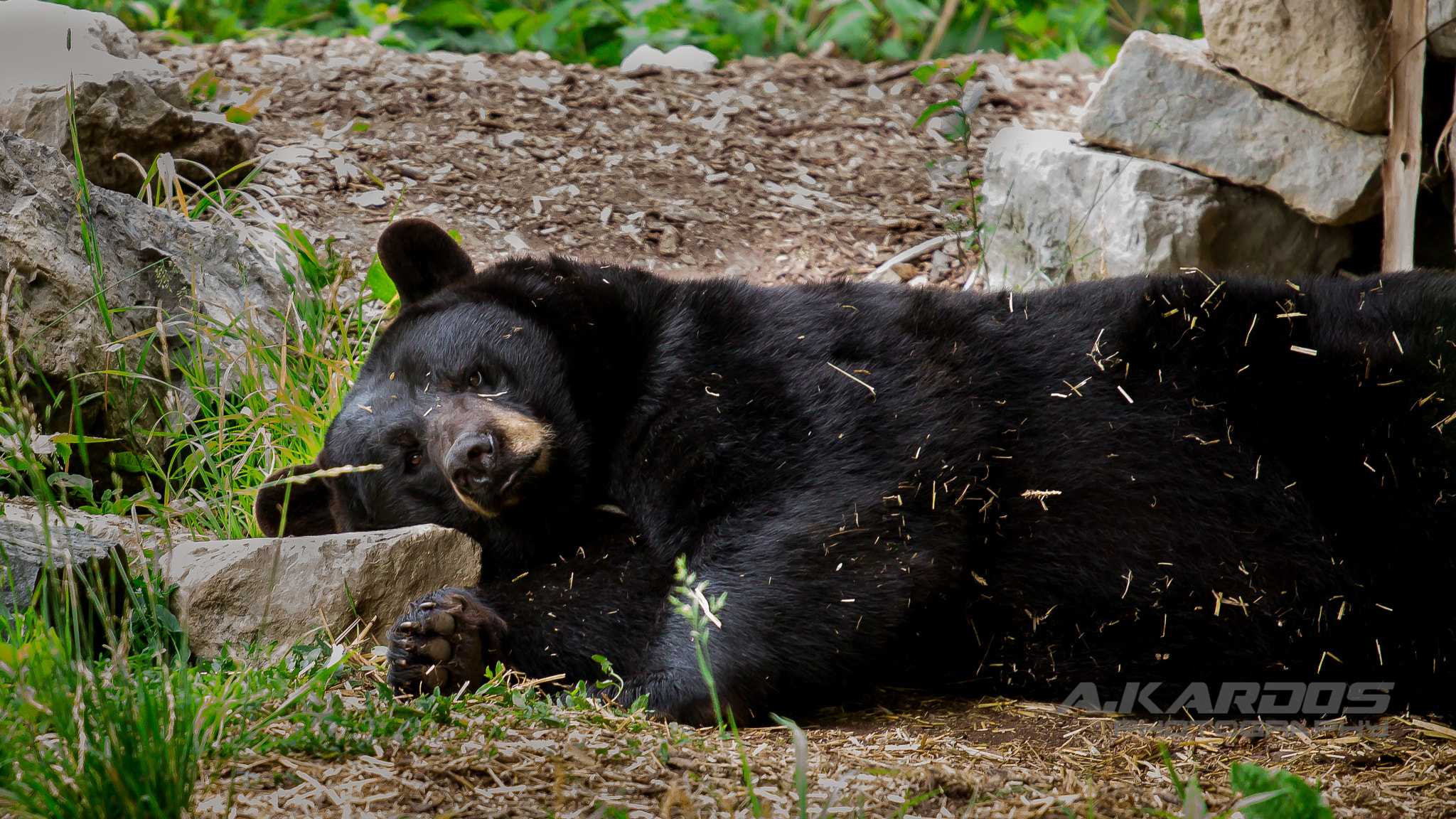 Canon EOS 700D (EOS Rebel T5i / EOS Kiss X7i) + Canon EF 70-200mm F4L USM sample photo. Black bear - zoo ecomuseum - montreal (2016) photography