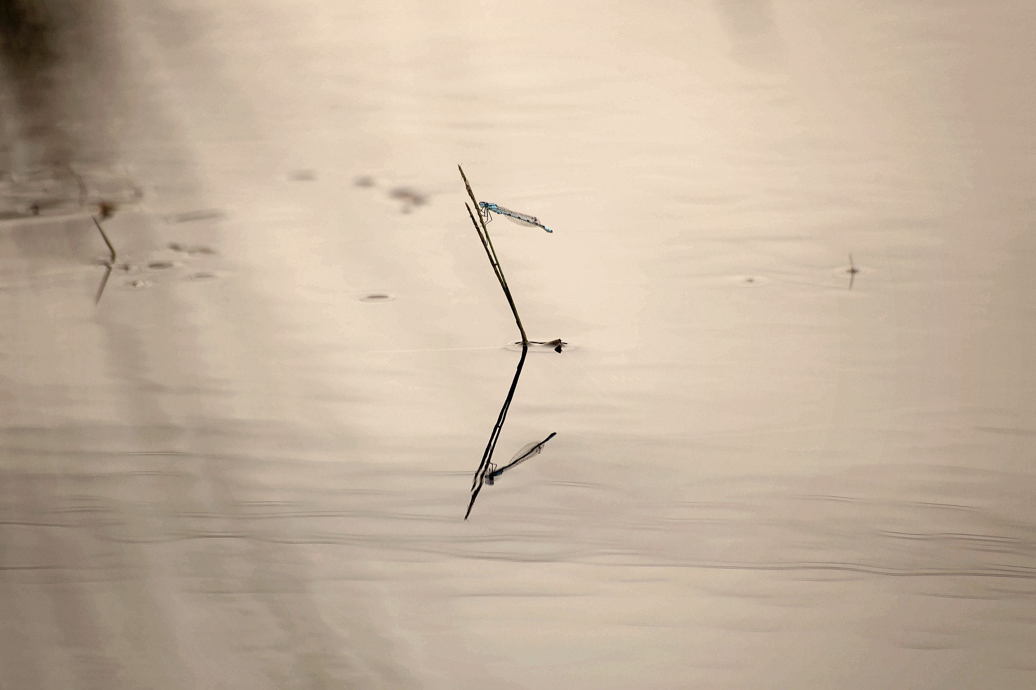 Sigma 70-300mm F4-5.6 APO DG Macro sample photo. Damselfly photography