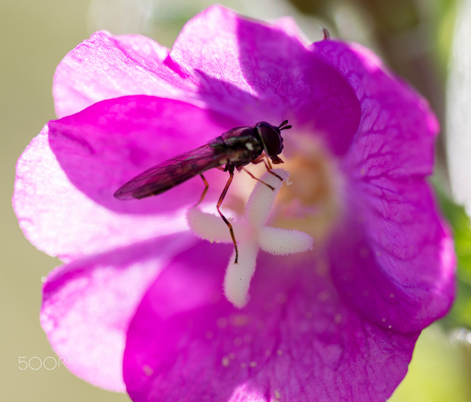 Canon EOS 7D Mark II + Tamron SP AF 90mm F2.8 Di Macro sample photo. Hover fly on purple flower photography