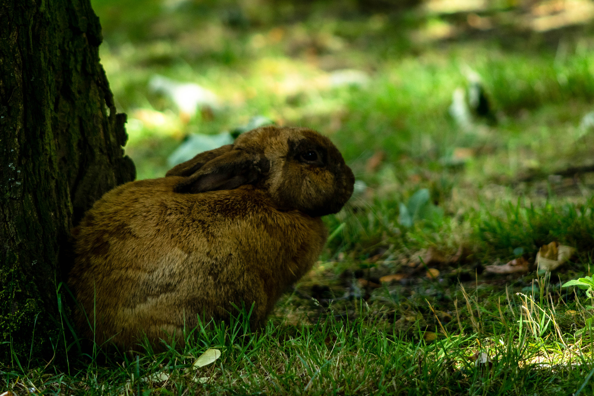 Canon EF 90-300mm F4.5-5.6 sample photo. Rabbit photography
