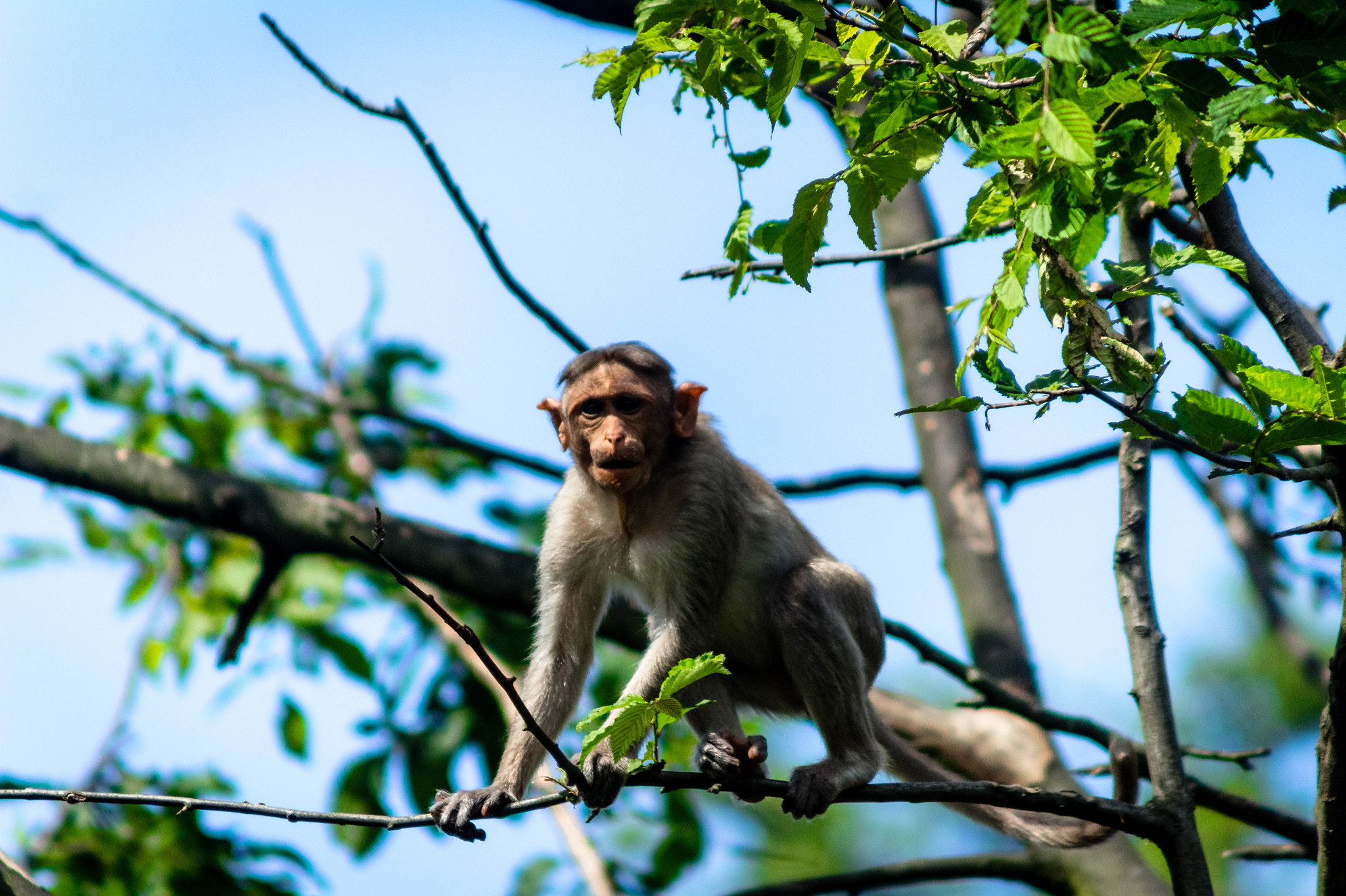 Canon EOS 1200D (EOS Rebel T5 / EOS Kiss X70 / EOS Hi) + Canon EF 90-300mm F4.5-5.6 sample photo. Little monkey photography