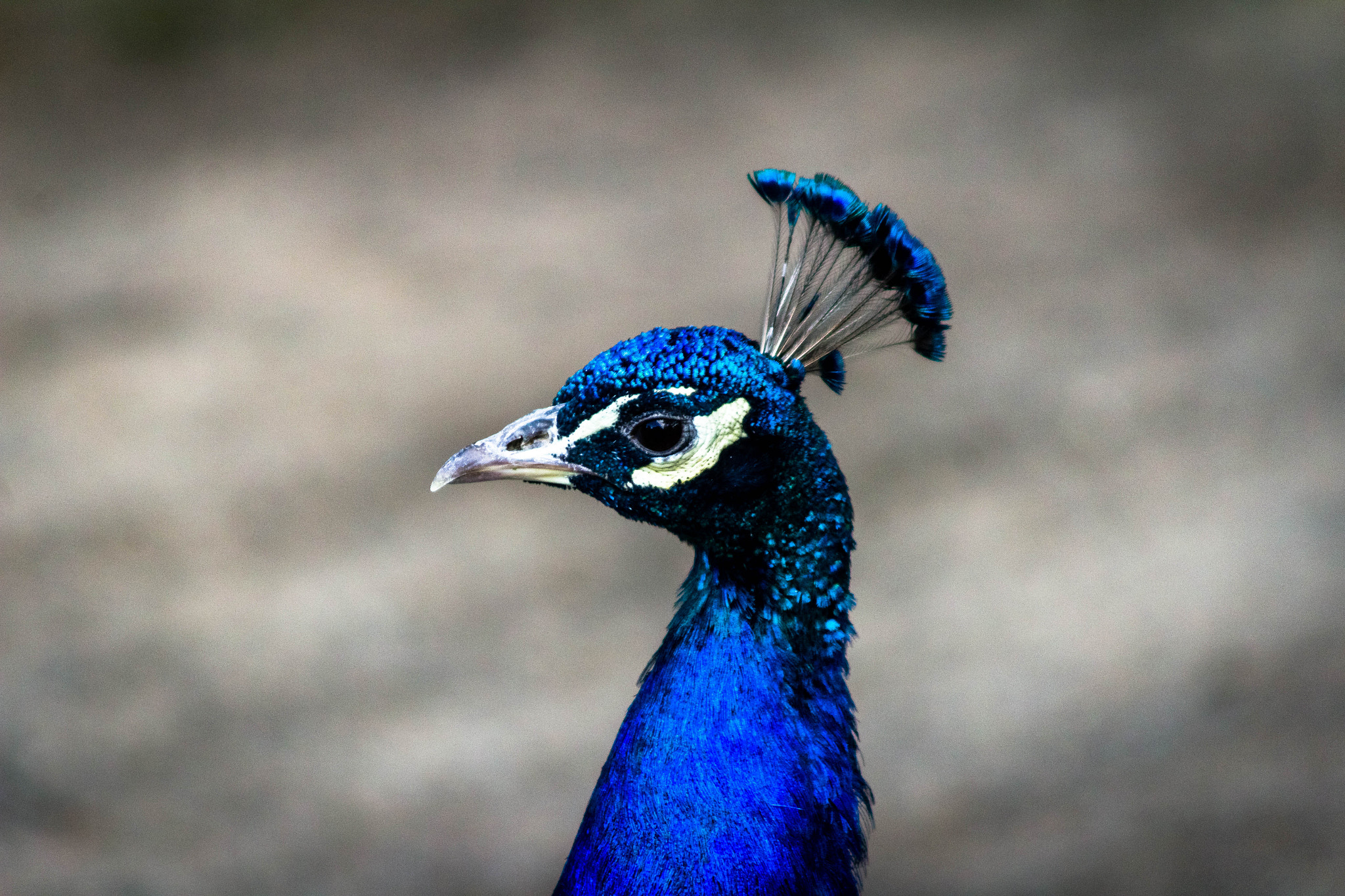 Canon EF 90-300mm F4.5-5.6 sample photo. Peafowl photography