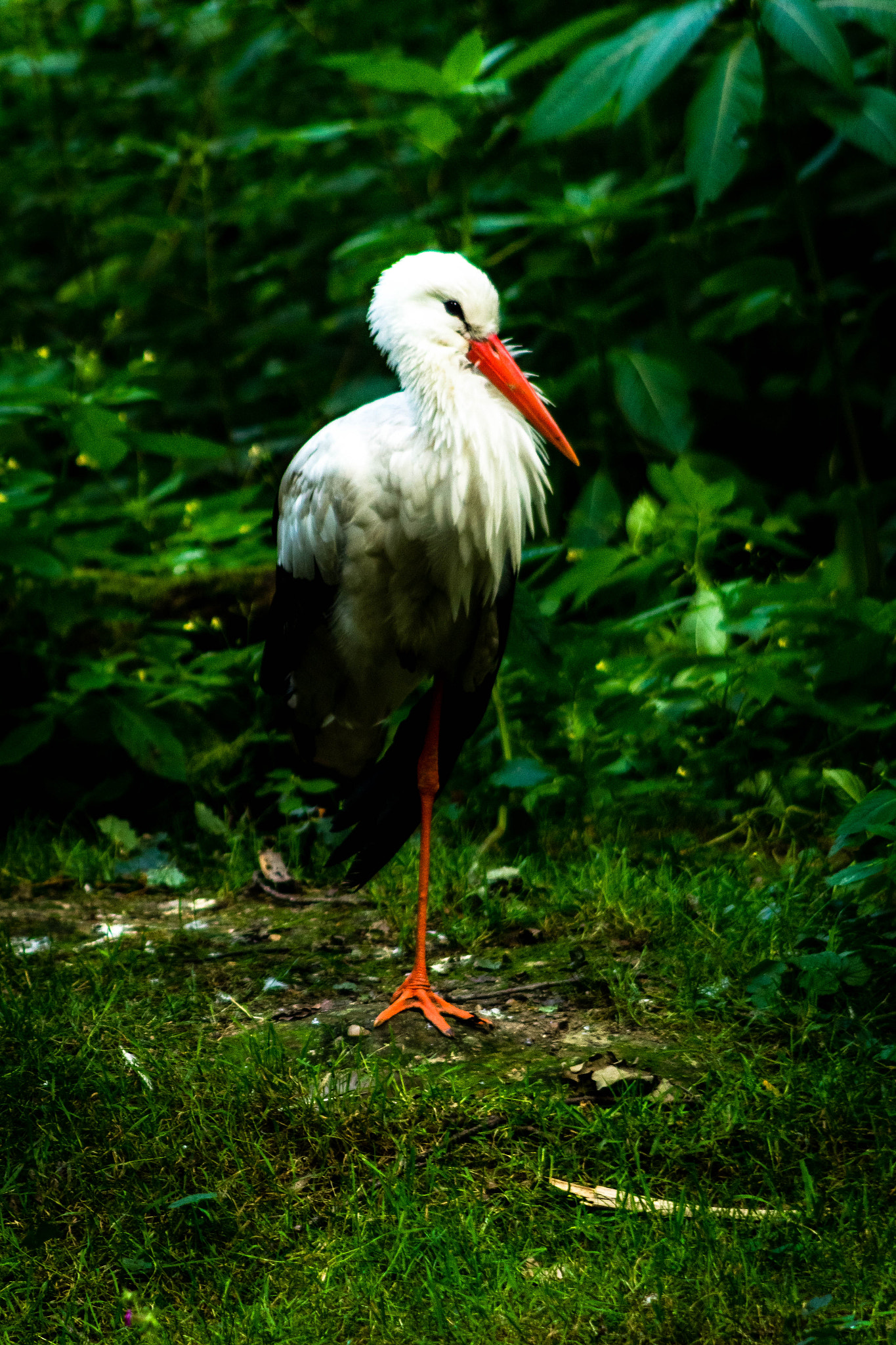 Canon EF 90-300mm F4.5-5.6 sample photo. Stork photography