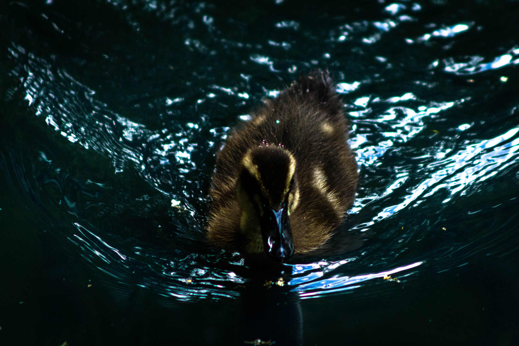 Canon EOS 1200D (EOS Rebel T5 / EOS Kiss X70 / EOS Hi) + Canon EF 90-300mm F4.5-5.6 sample photo. Duckling photography