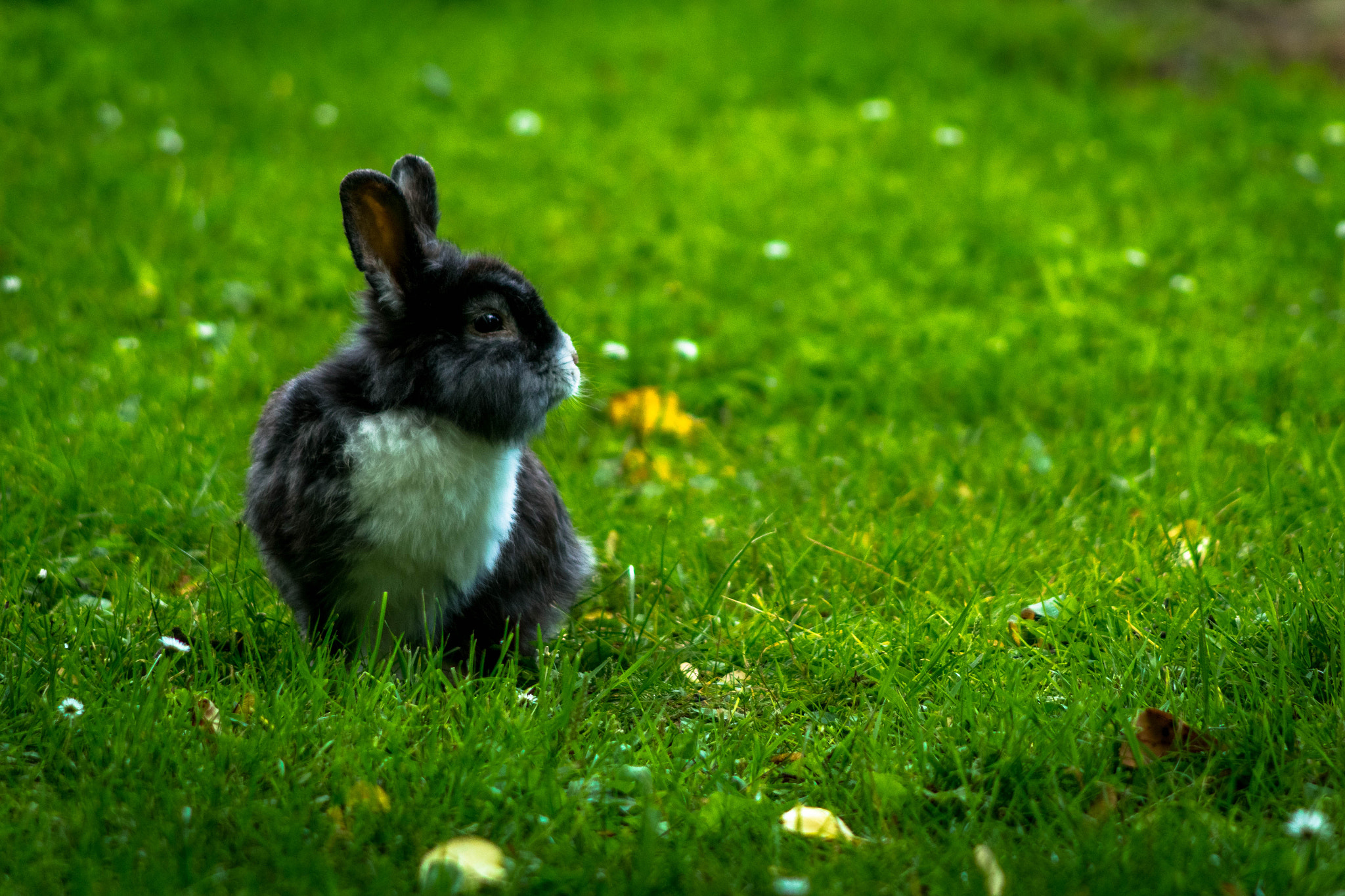 Canon EOS 1200D (EOS Rebel T5 / EOS Kiss X70 / EOS Hi) + Canon EF 90-300mm F4.5-5.6 sample photo. Another rabbit photography