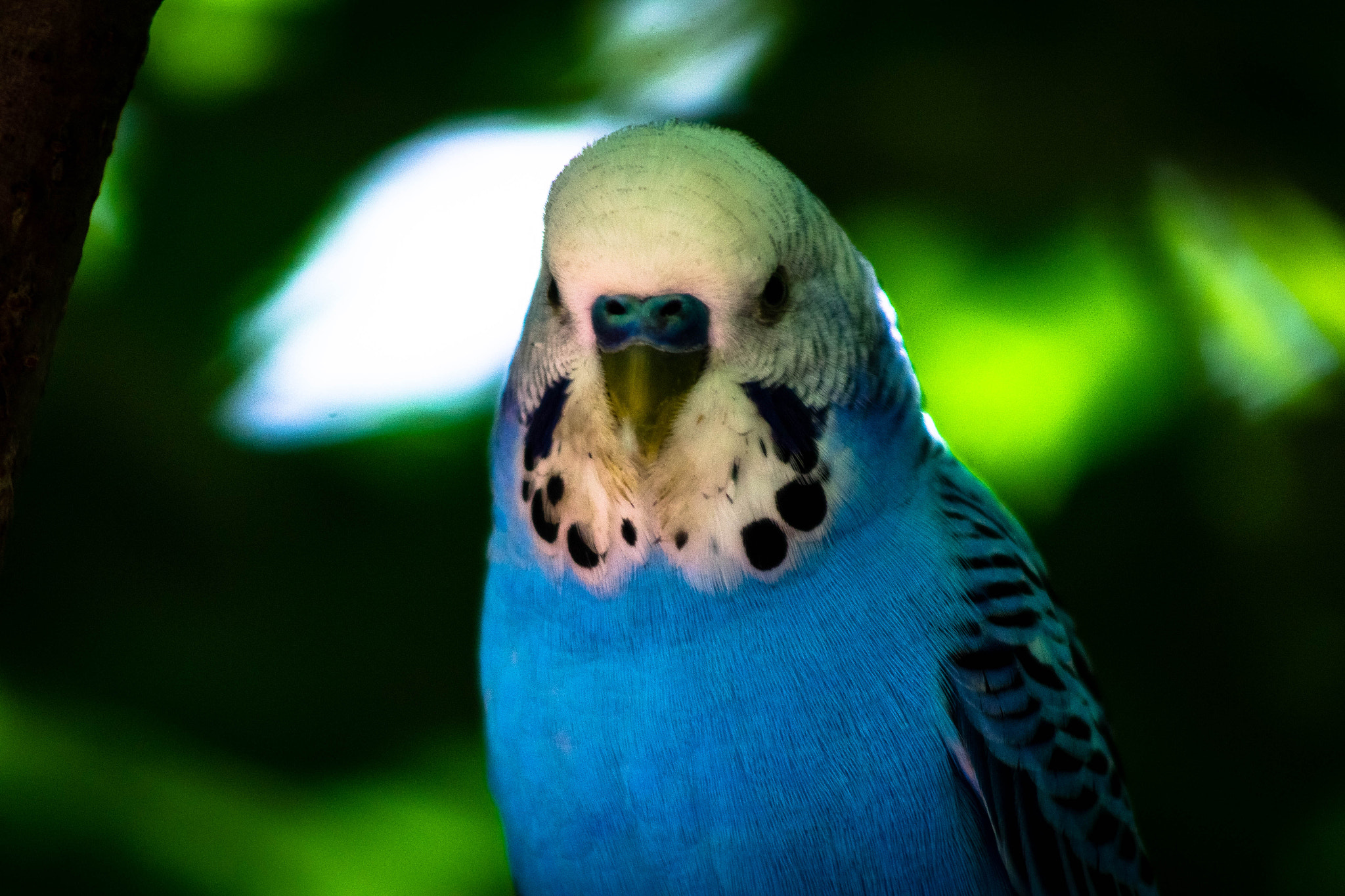 Canon EOS 1200D (EOS Rebel T5 / EOS Kiss X70 / EOS Hi) + Canon EF 90-300mm F4.5-5.6 sample photo. Little blue budgerigar photography