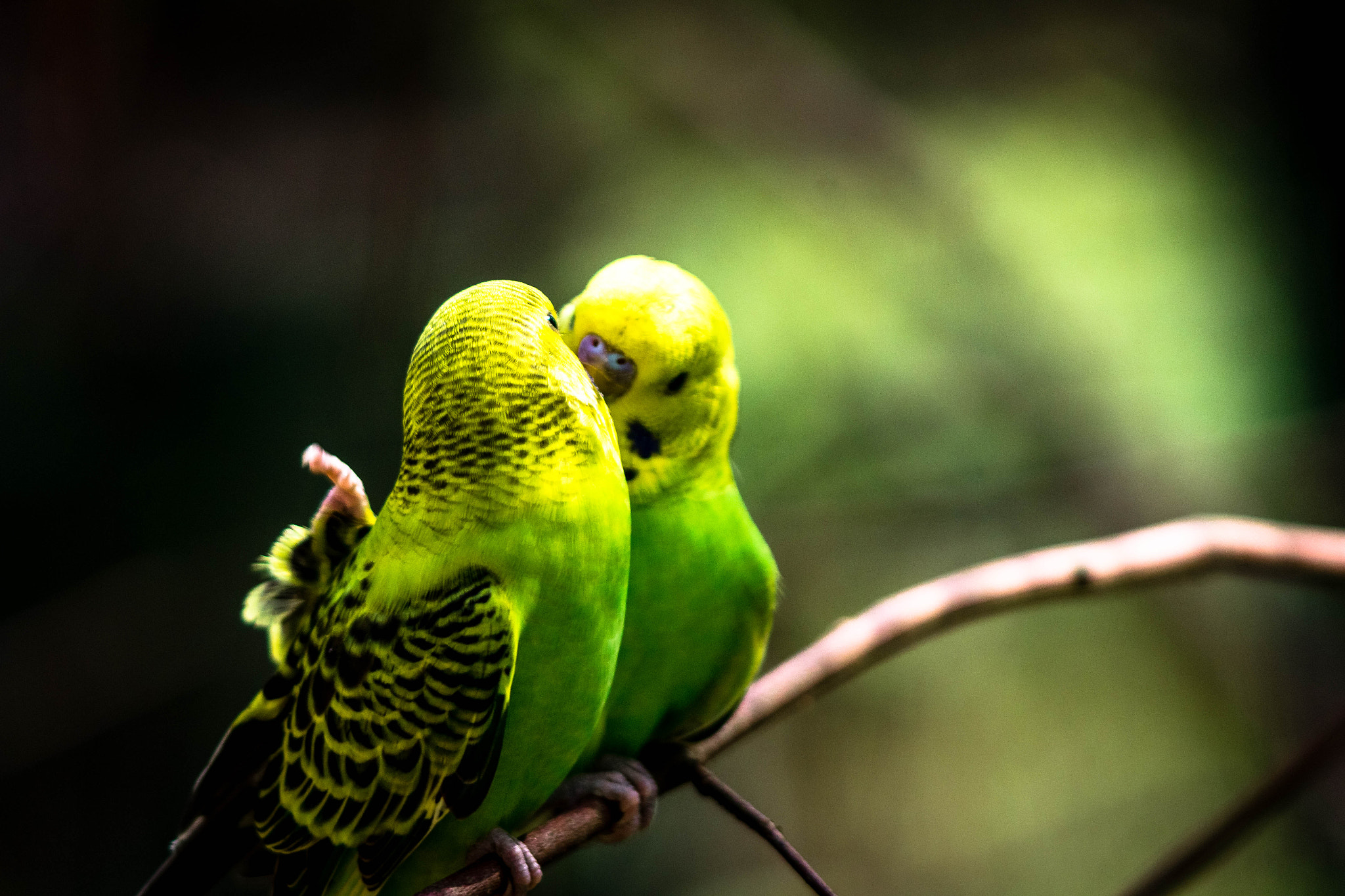 Canon EOS 1200D (EOS Rebel T5 / EOS Kiss X70 / EOS Hi) + Canon EF 90-300mm F4.5-5.6 sample photo. Two budgerigars fighting photography