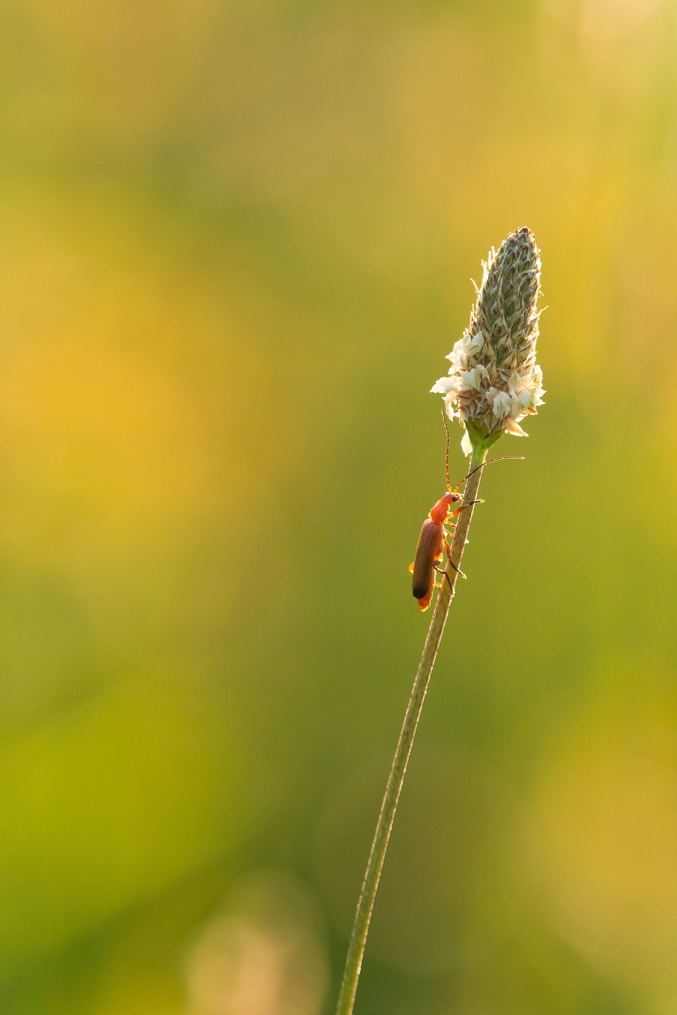 Olympus OM-D E-M10 + Olympus M.Zuiko Digital ED 40-150mm F2.8 Pro sample photo. Evening red insect photography