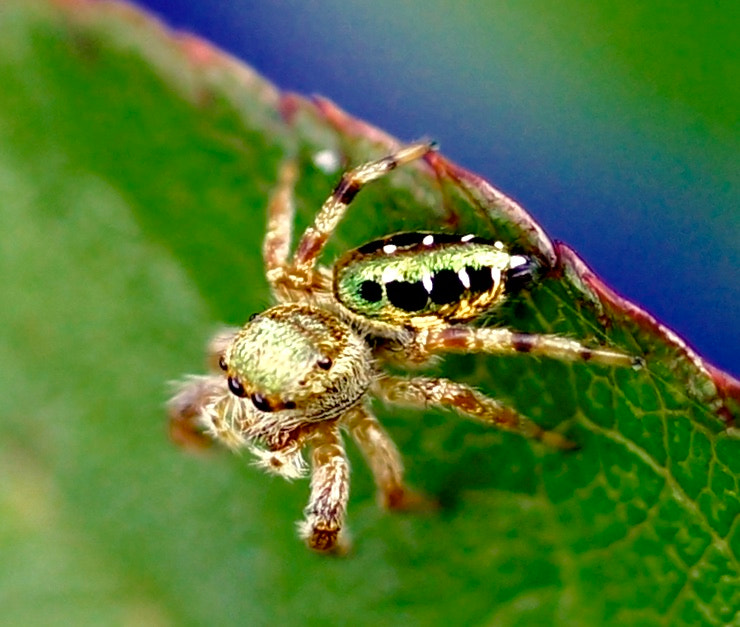 Sony 50mm F2.8 Macro sample photo. Micro-arañita b photography