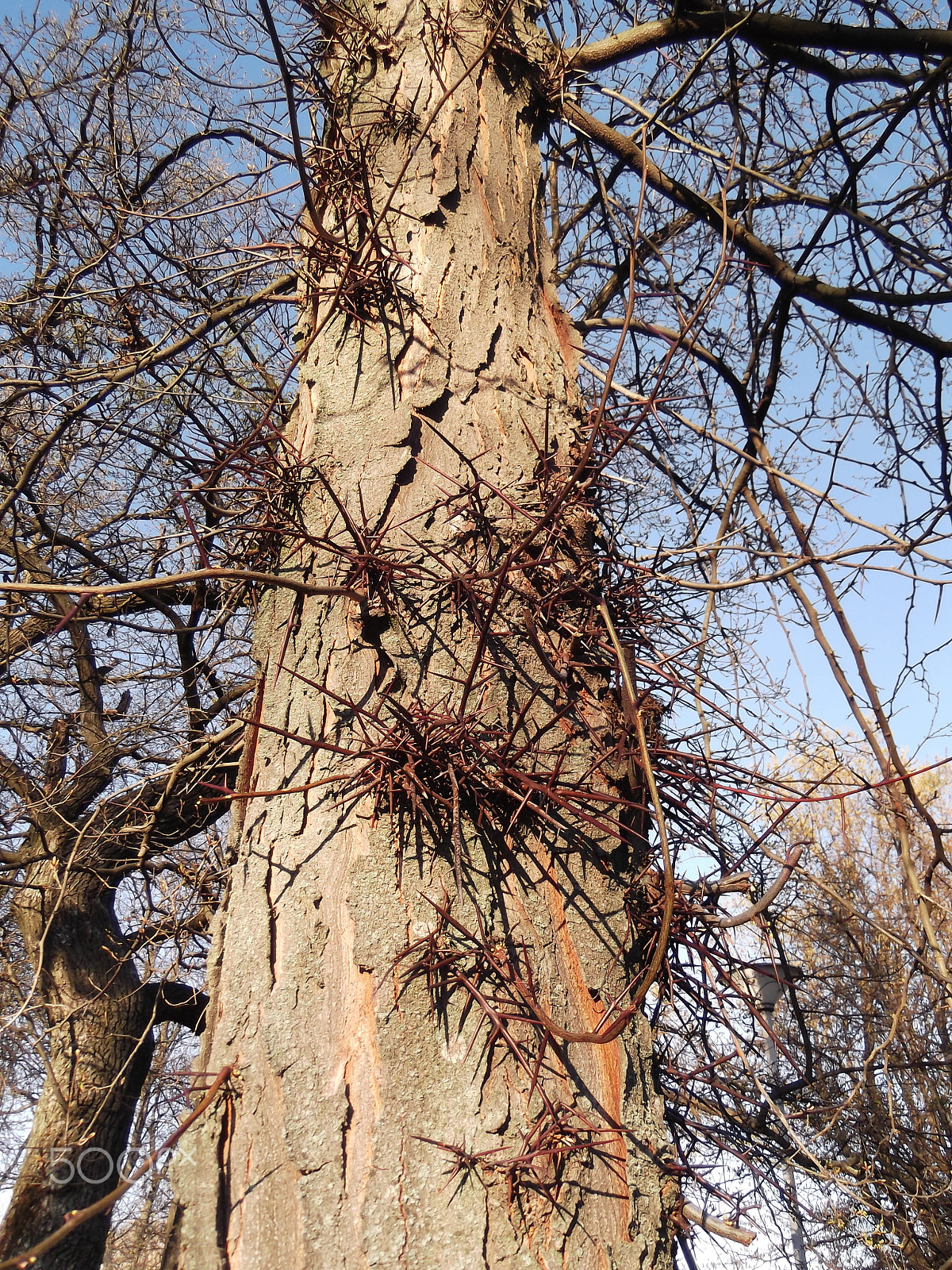 Fujifilm FinePix T310 sample photo. A special thorny tree photography