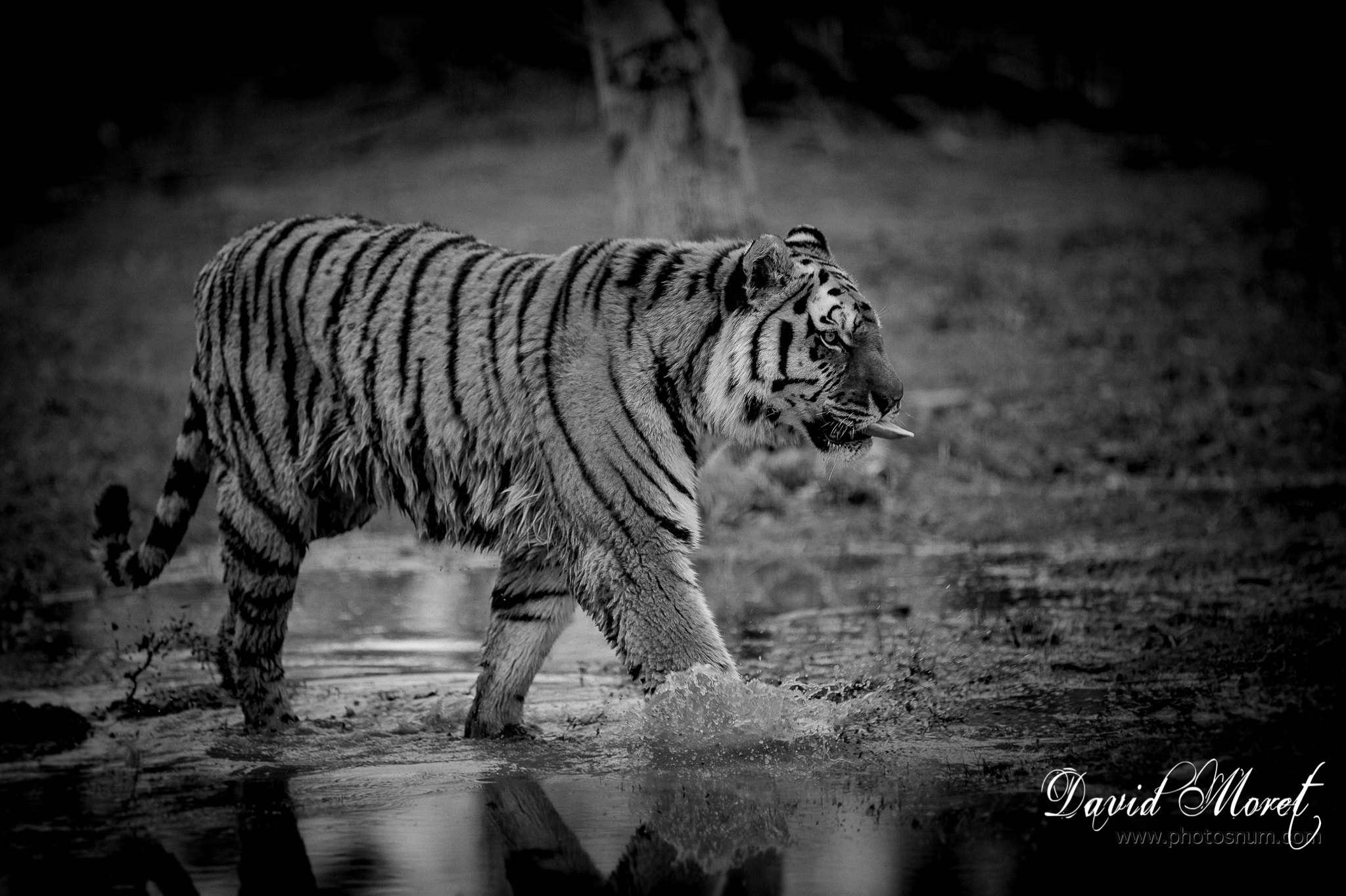 Nikon AF-S Nikkor 300mm F2.8G ED VR II sample photo. Tiger photography