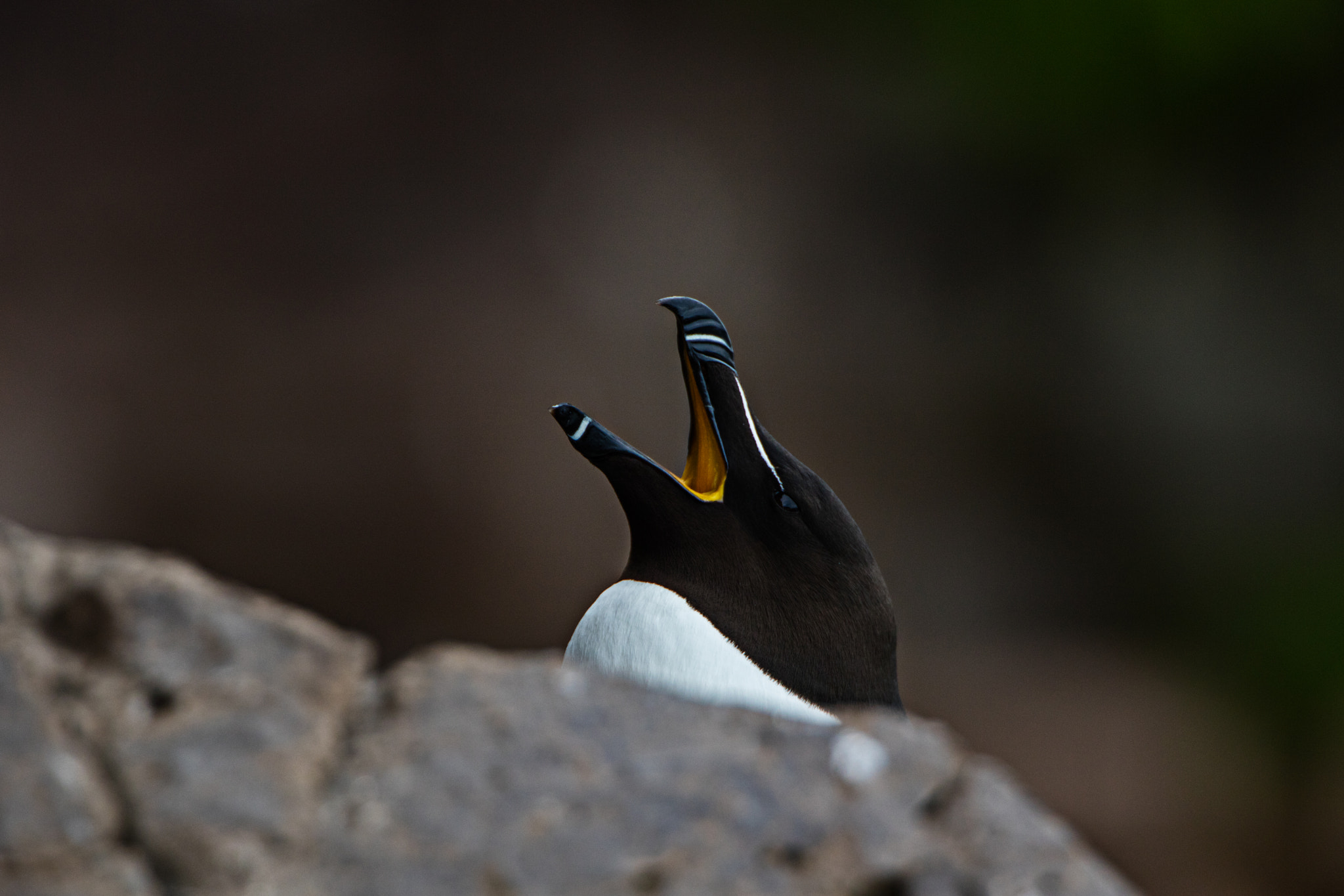 Canon EF 300mm F2.8L IS II USM sample photo. Tordalk photography