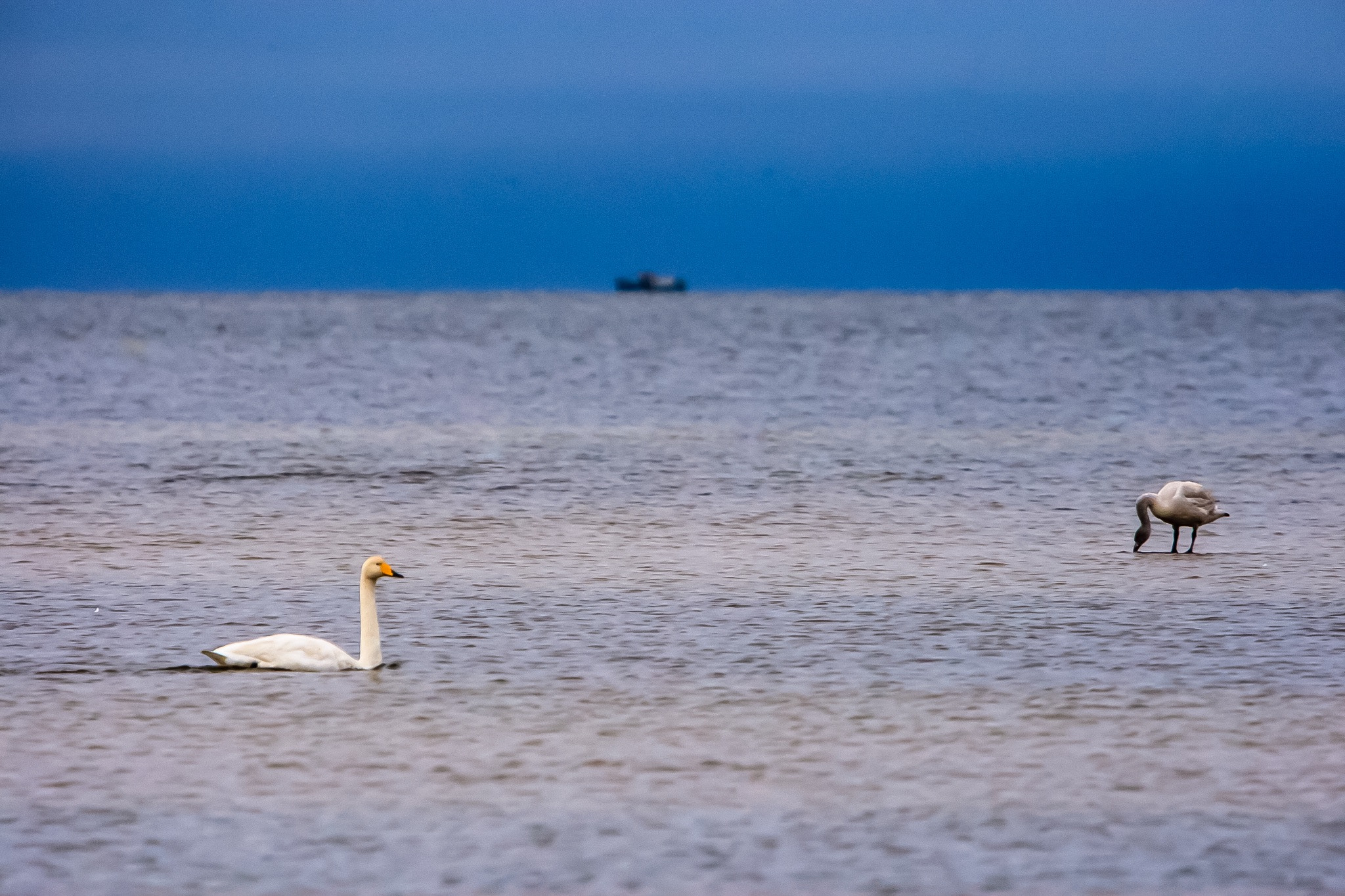 Canon EOS-1D Mark III + Canon EF 70-200mm F2.8L IS USM sample photo. Trio photography