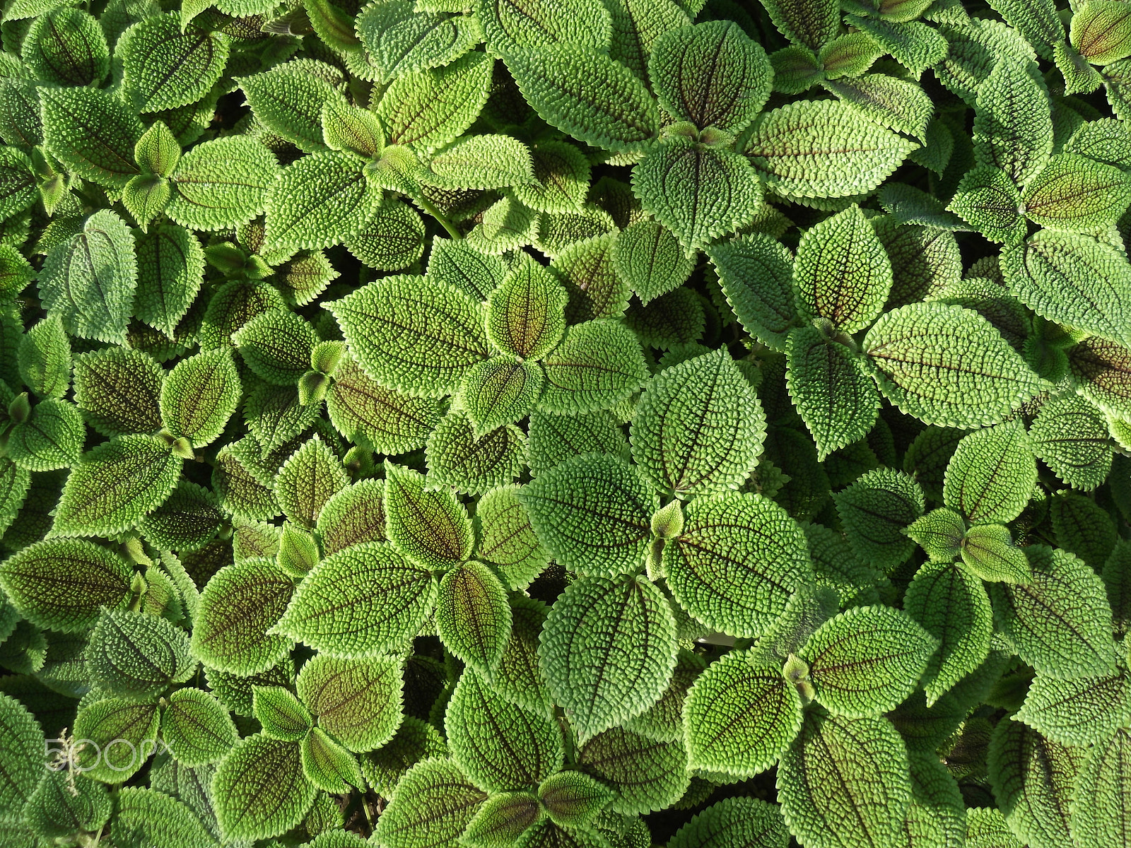 Fujifilm FinePix T310 sample photo. Green leaves carpet photography