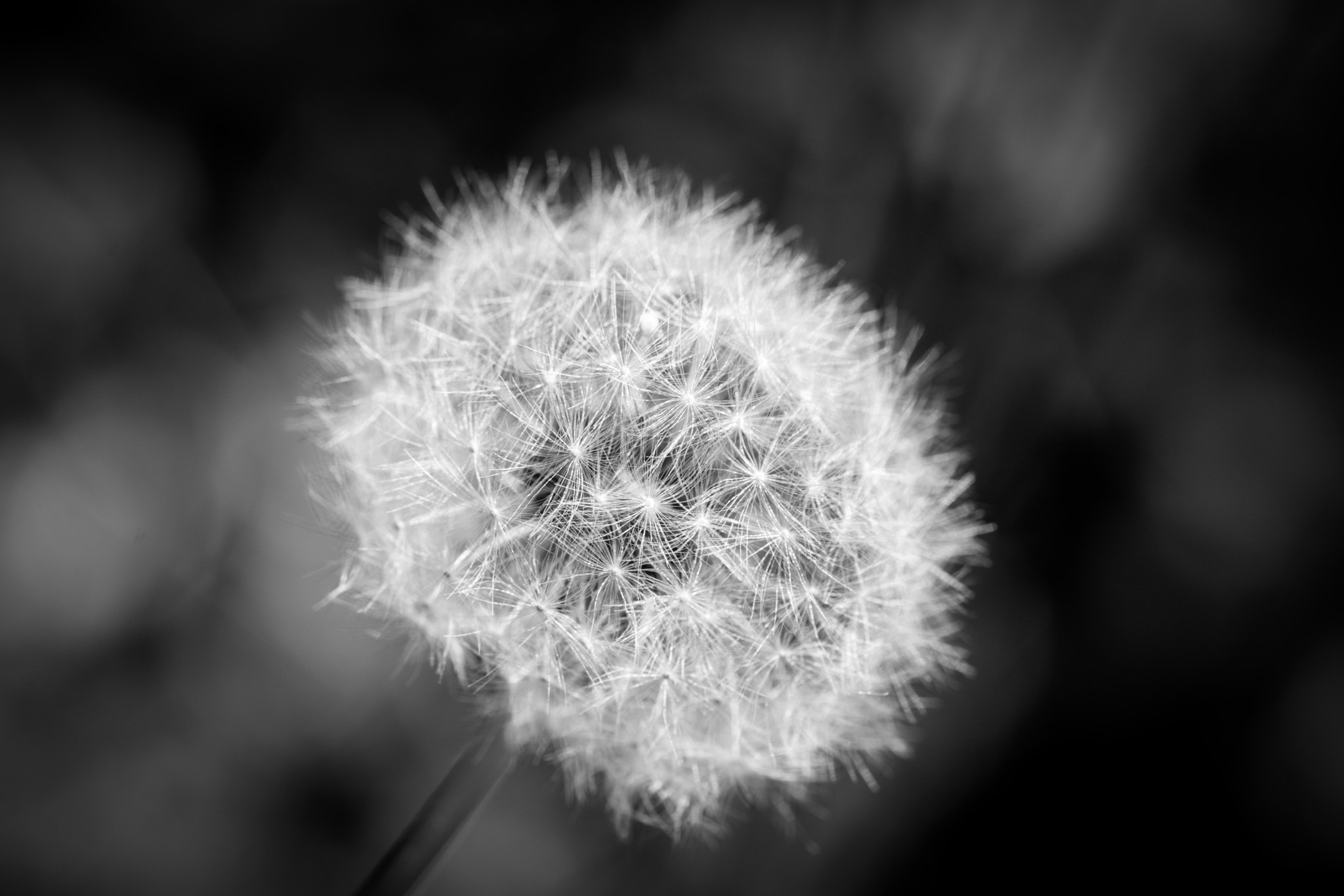Tokina AT-X Pro 100mm F2.8 Macro sample photo. Dandelion photography
