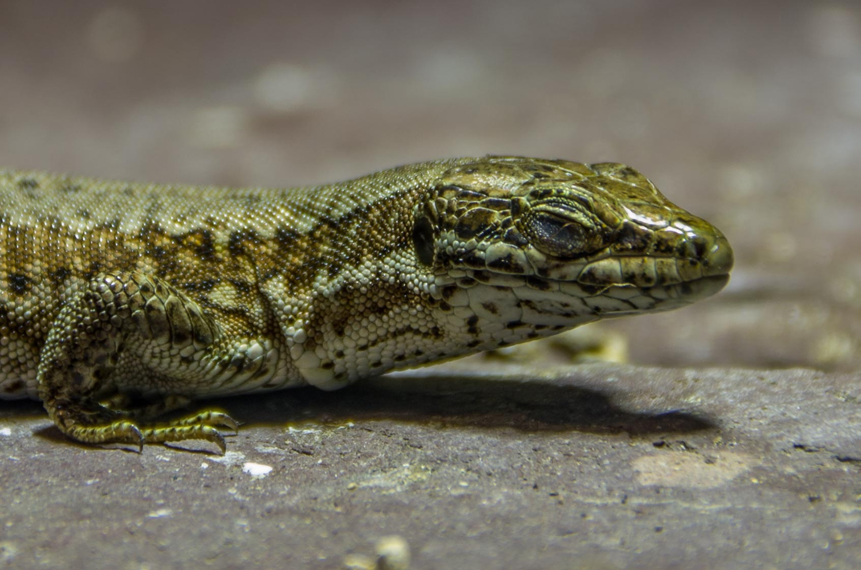 Pentax K-5 sample photo. Lizard photography