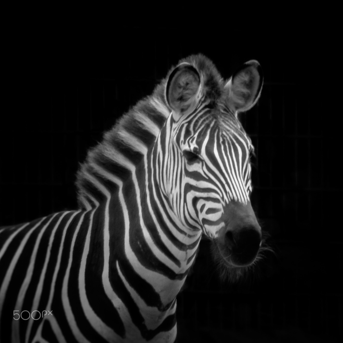 Canon EF 28-300mm F3.5-5.6L IS USM sample photo. Zebra photography