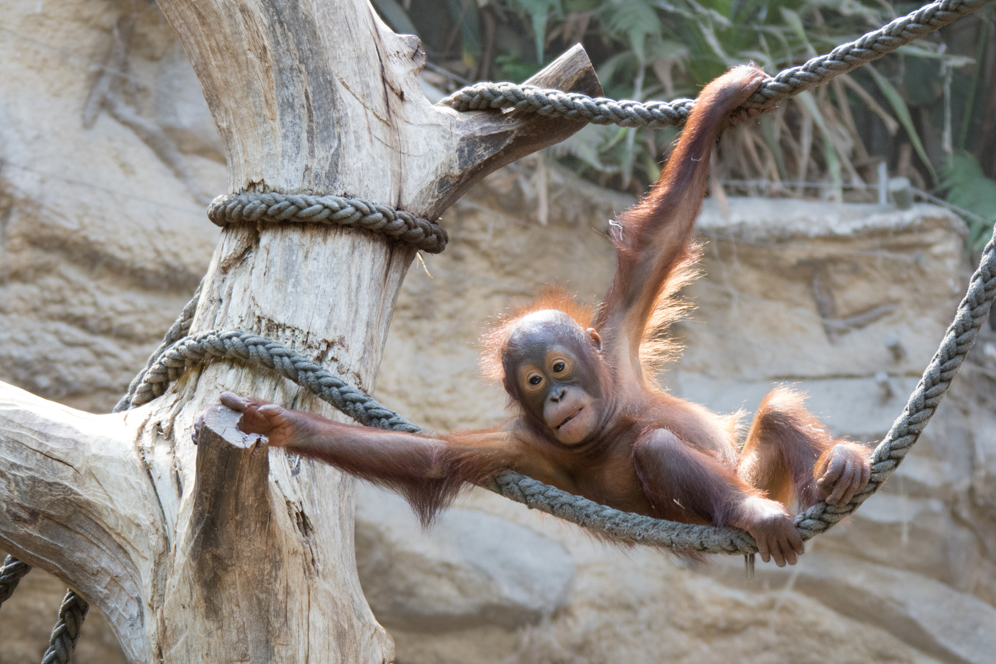 Canon EF 28-300mm F3.5-5.6L IS USM sample photo. Orang utan photography