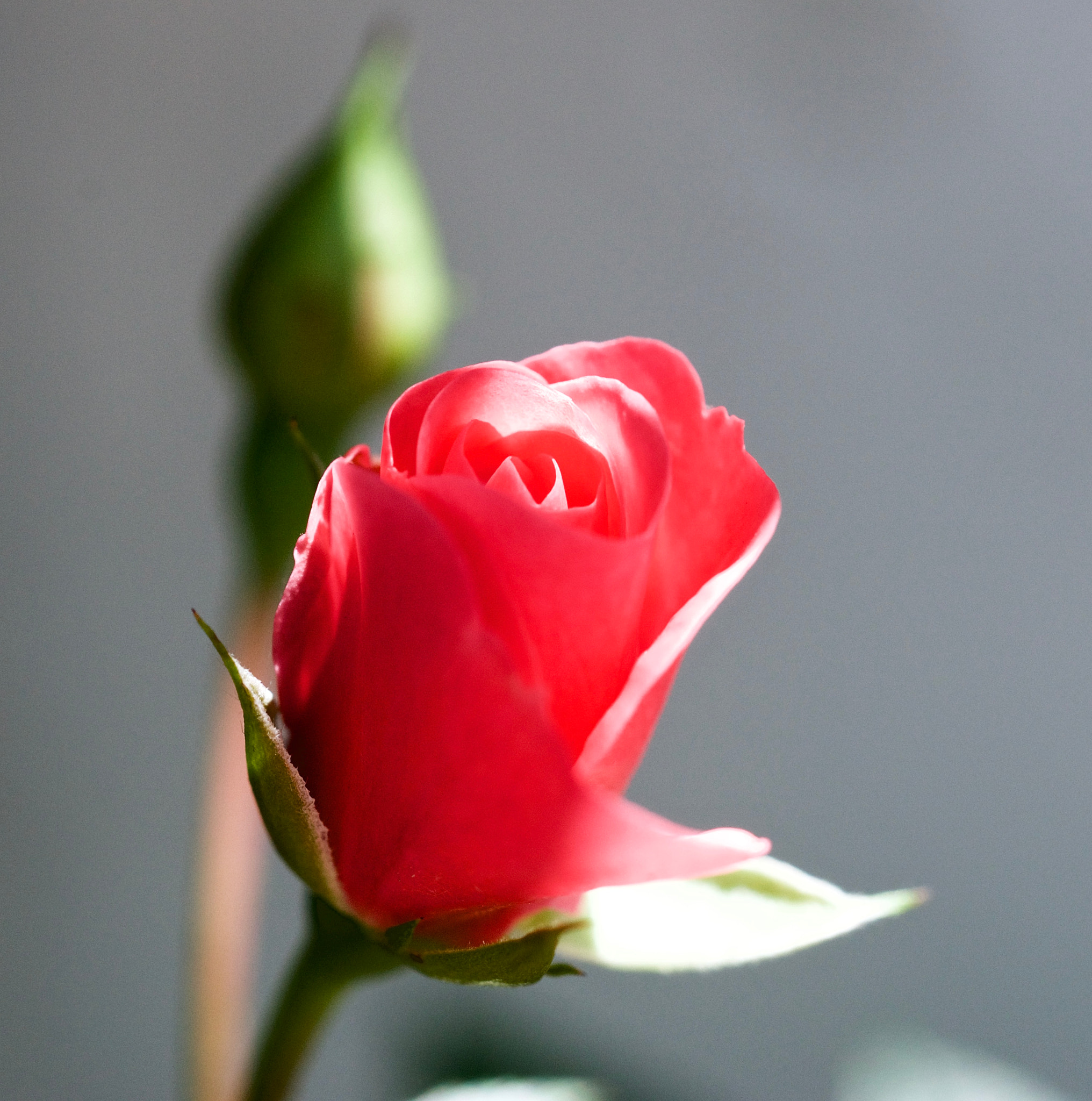 Sony a99 II + Sony 50mm F2.8 Macro sample photo. Pink flower photography