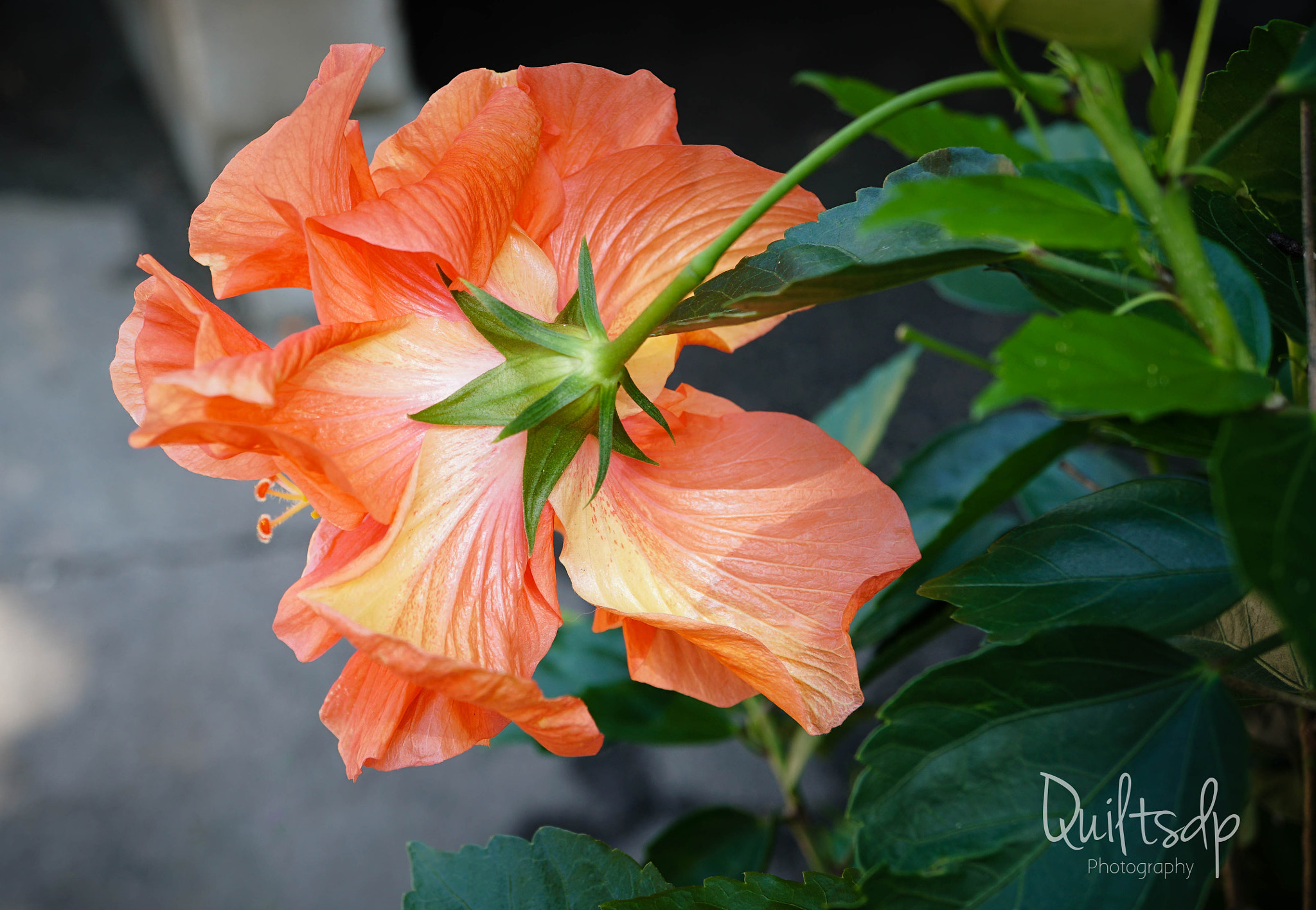 Sony a6300 + Sony E 30mm F3.5 Macro sample photo. Back of a hibiscus photography