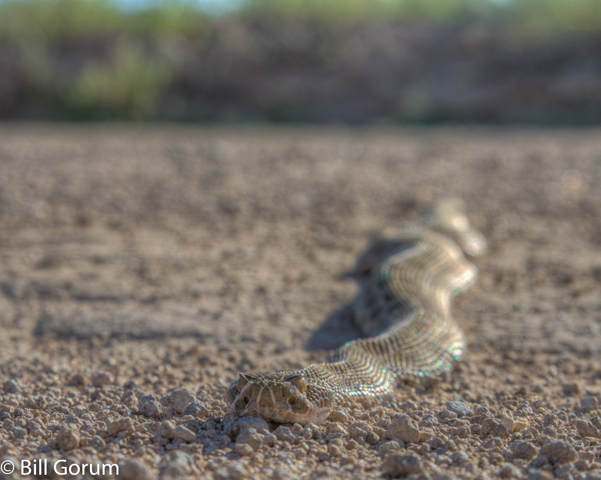Nikon D7200 sample photo. Prairie rattlesnake, (crotalus viridis). photography
