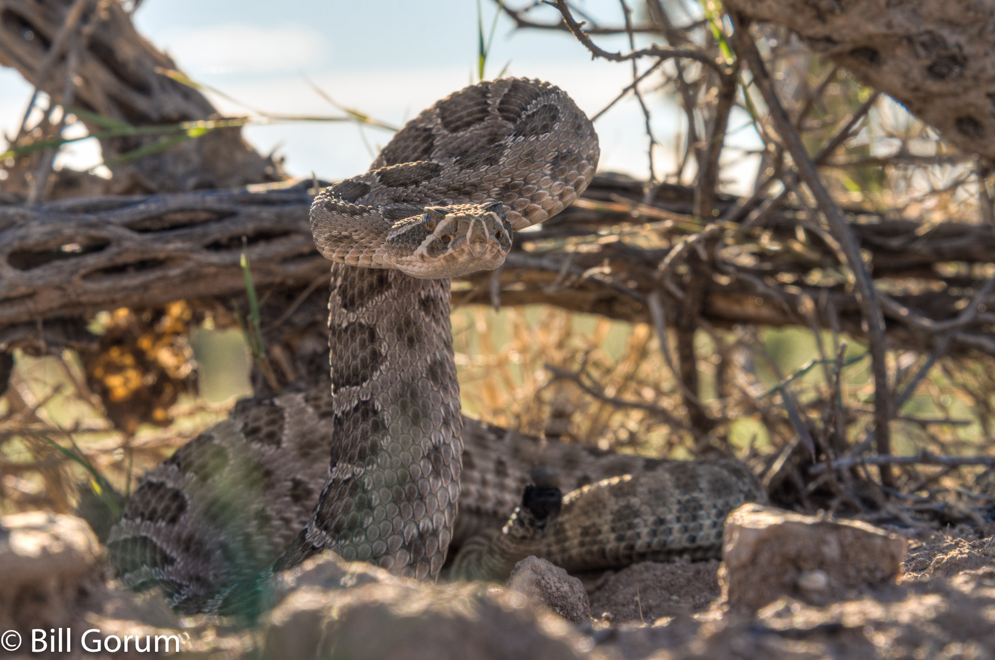 Nikon D7200 sample photo. Prairie rattlesnake, (crotalus viridis). photography