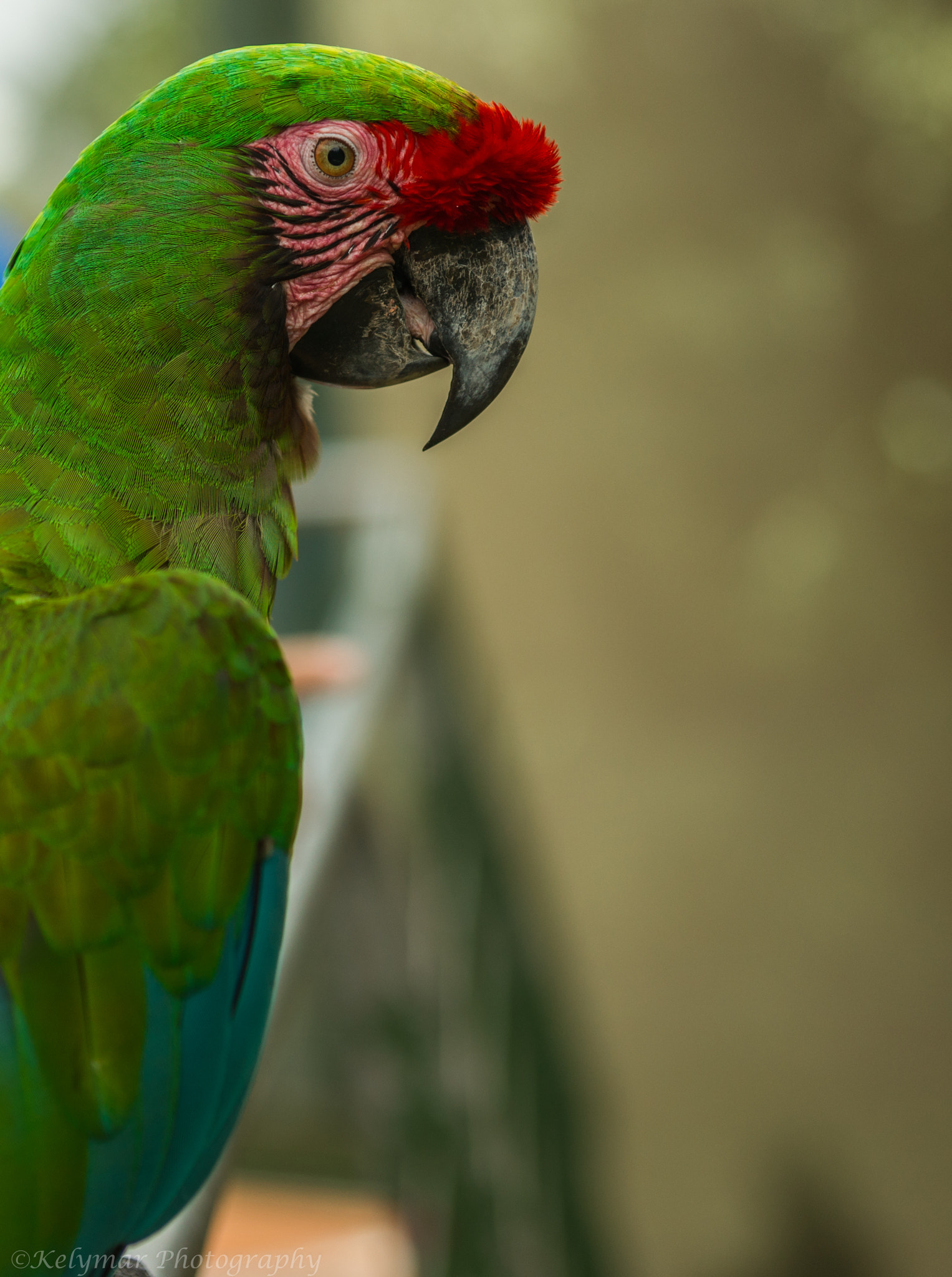 Sony Alpha DSLR-A850 sample photo. Puerto rican parrot photography