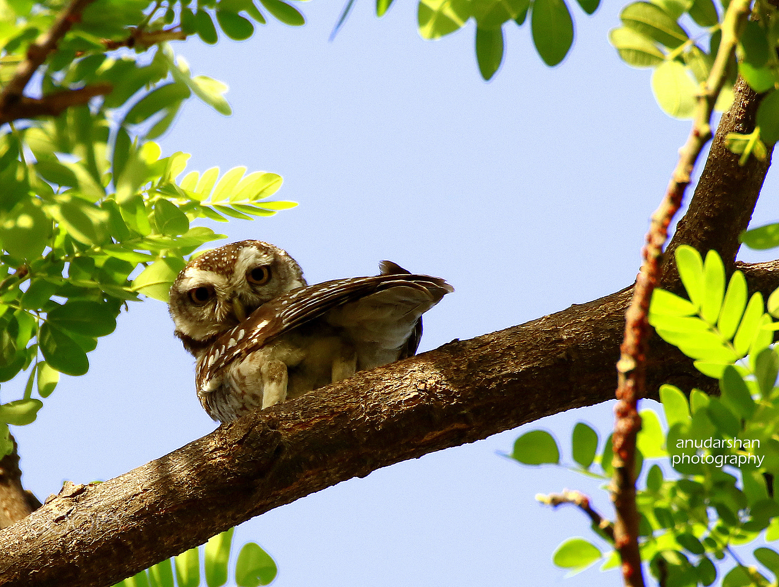 Tamron SP 35mm F1.8 Di VC USD sample photo. Spotted owlet.jpg photography