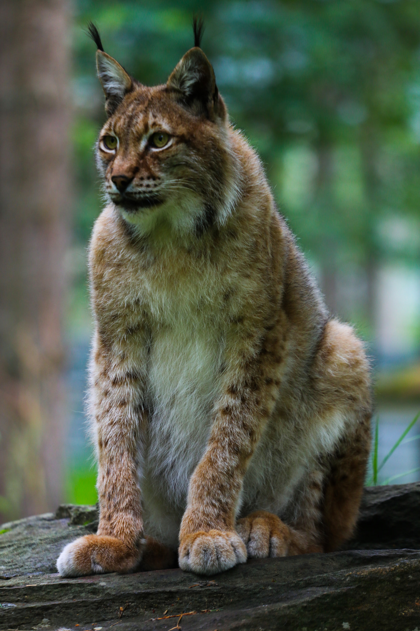 Canon EOS 80D + Canon EF 70-200mm F4L USM sample photo. Finnish lynx photography