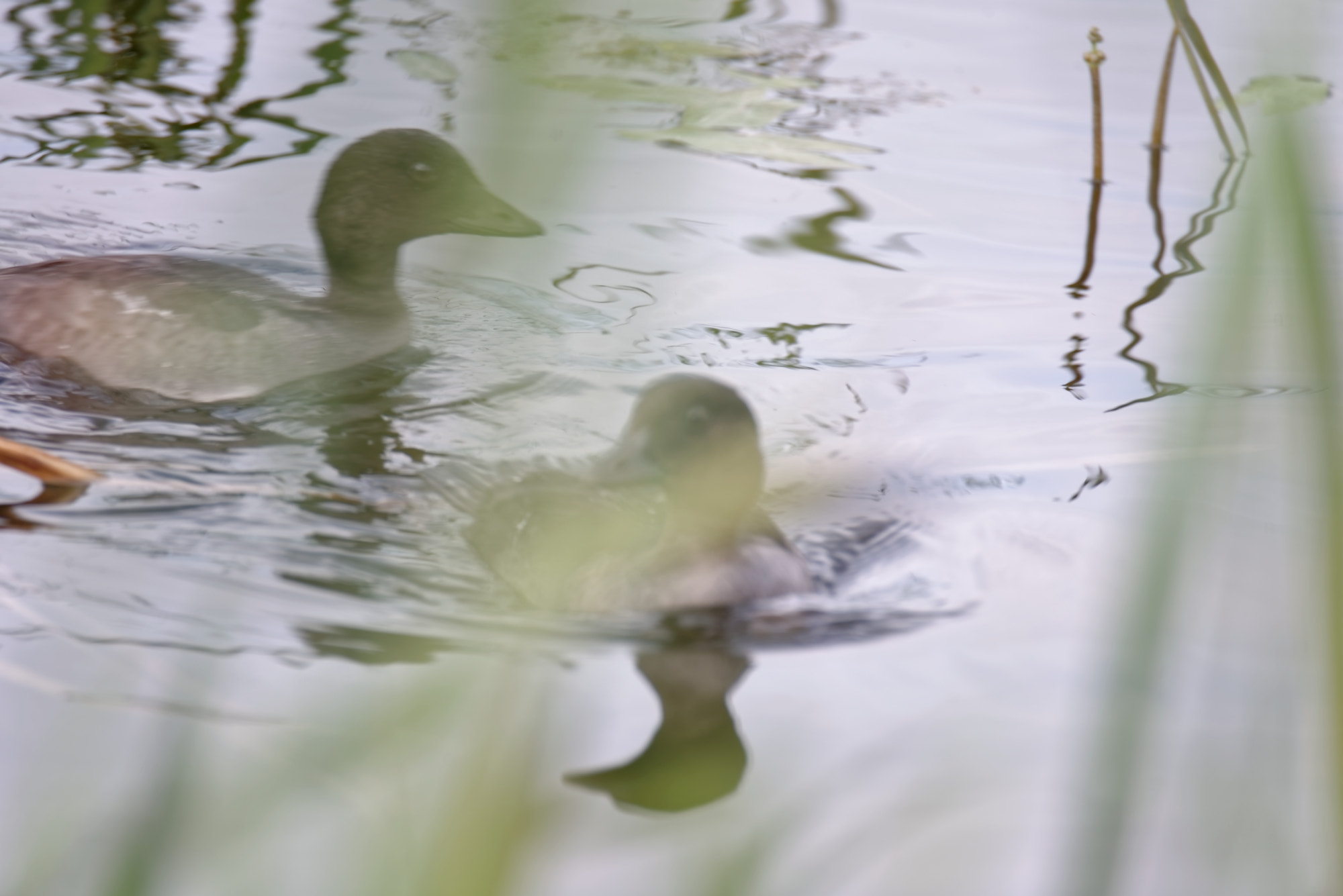Nikon D600 sample photo. Birds photography