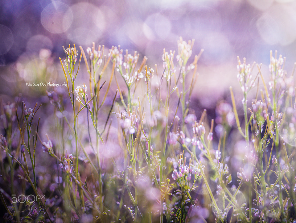 Panasonic Leica DG Macro-Elmarit 45mm F2.8 ASPH OIS sample photo. Grass with white flowers 03 photography