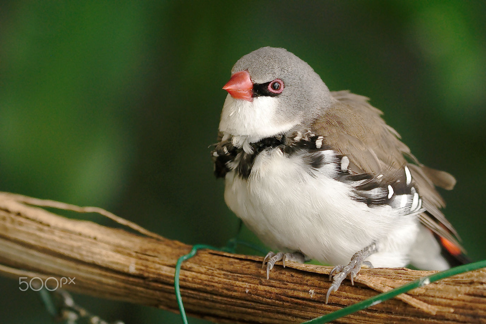 Nikon D60 sample photo. Bird - diamond firetail photography