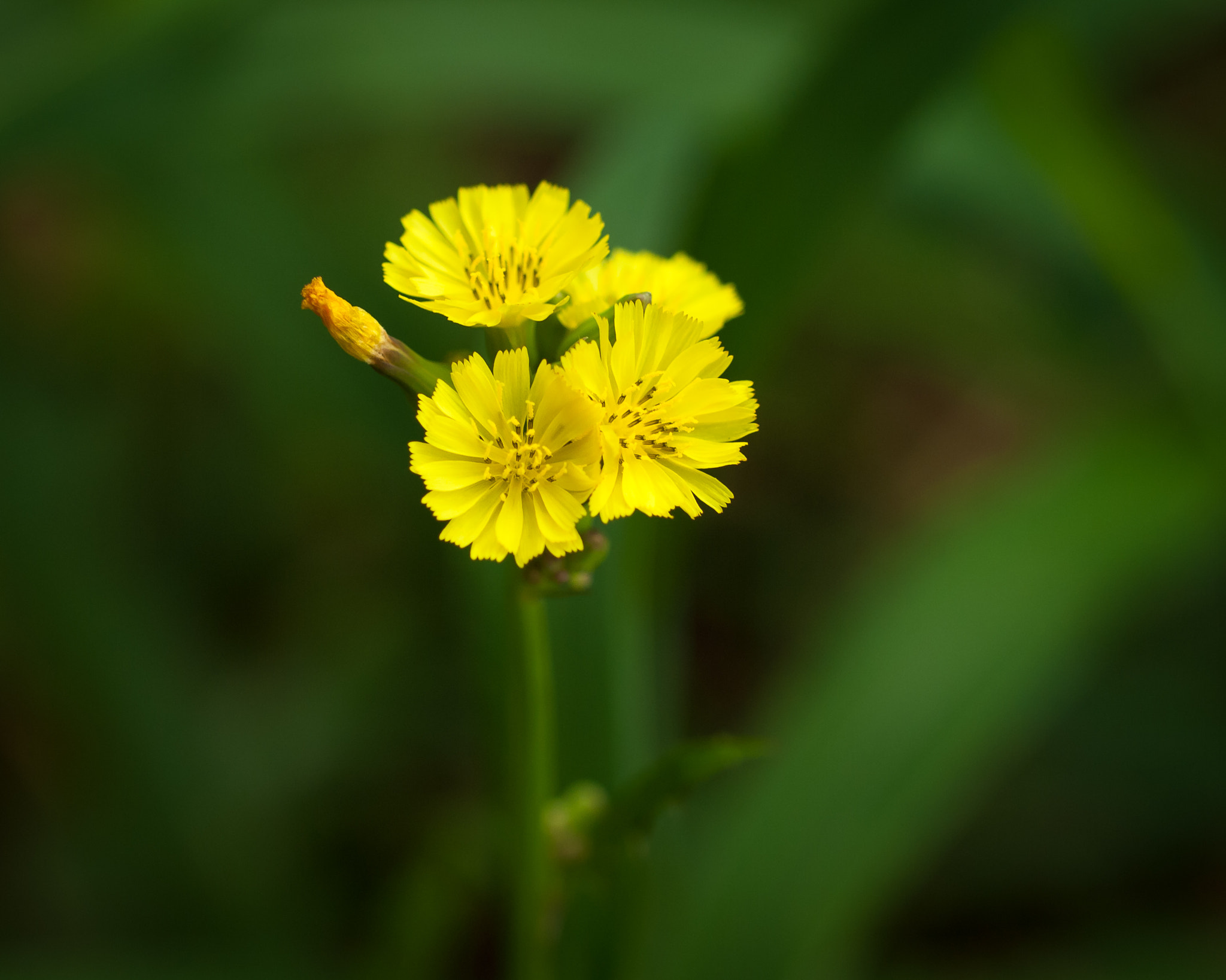 OLYMPUS 50mm Lens sample photo. Smallflower desert-chicory (pyrrhopappus pauciflorus) photography