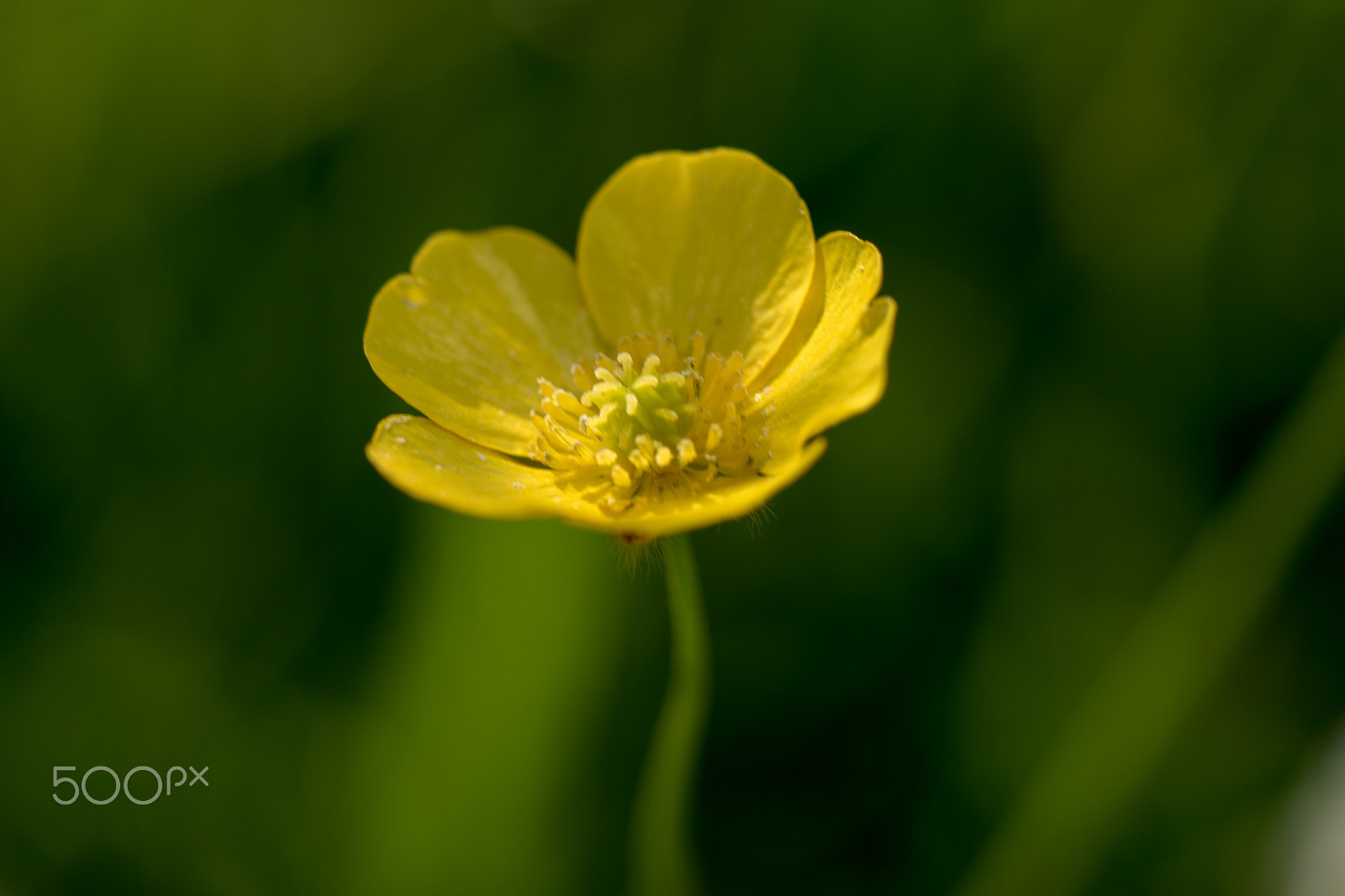 Canon EOS 7D Mark II + Tamron SP AF 90mm F2.8 Di Macro sample photo. Buttercup photography