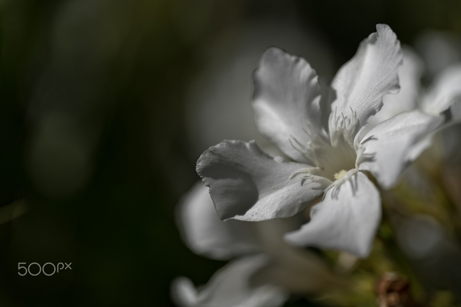 Sigma 150mm F2.8 EX DG OS Macro HSM sample photo. Flower power photography