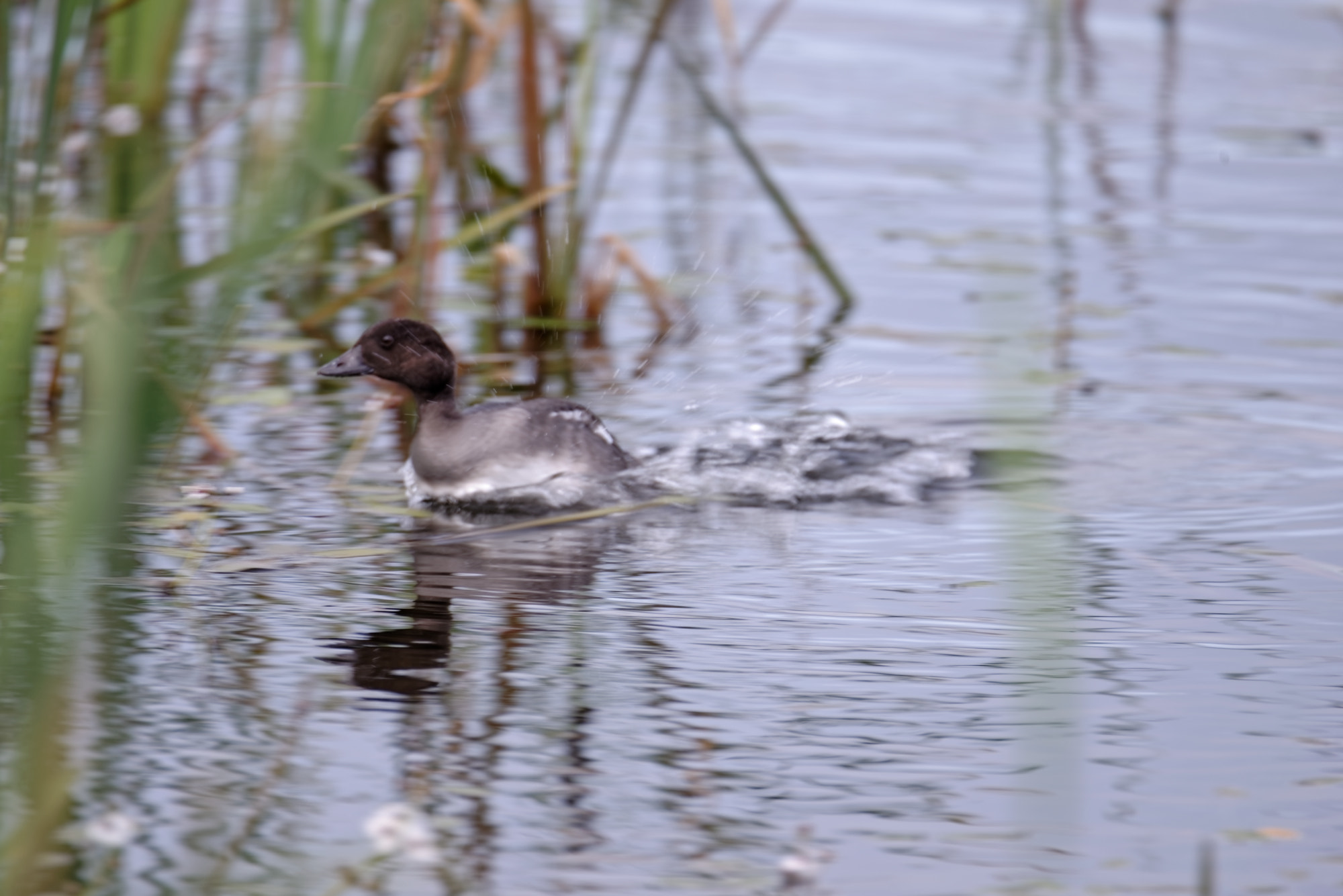 Nikon D600 + Tamron SP 150-600mm F5-6.3 Di VC USD sample photo. Speed photography