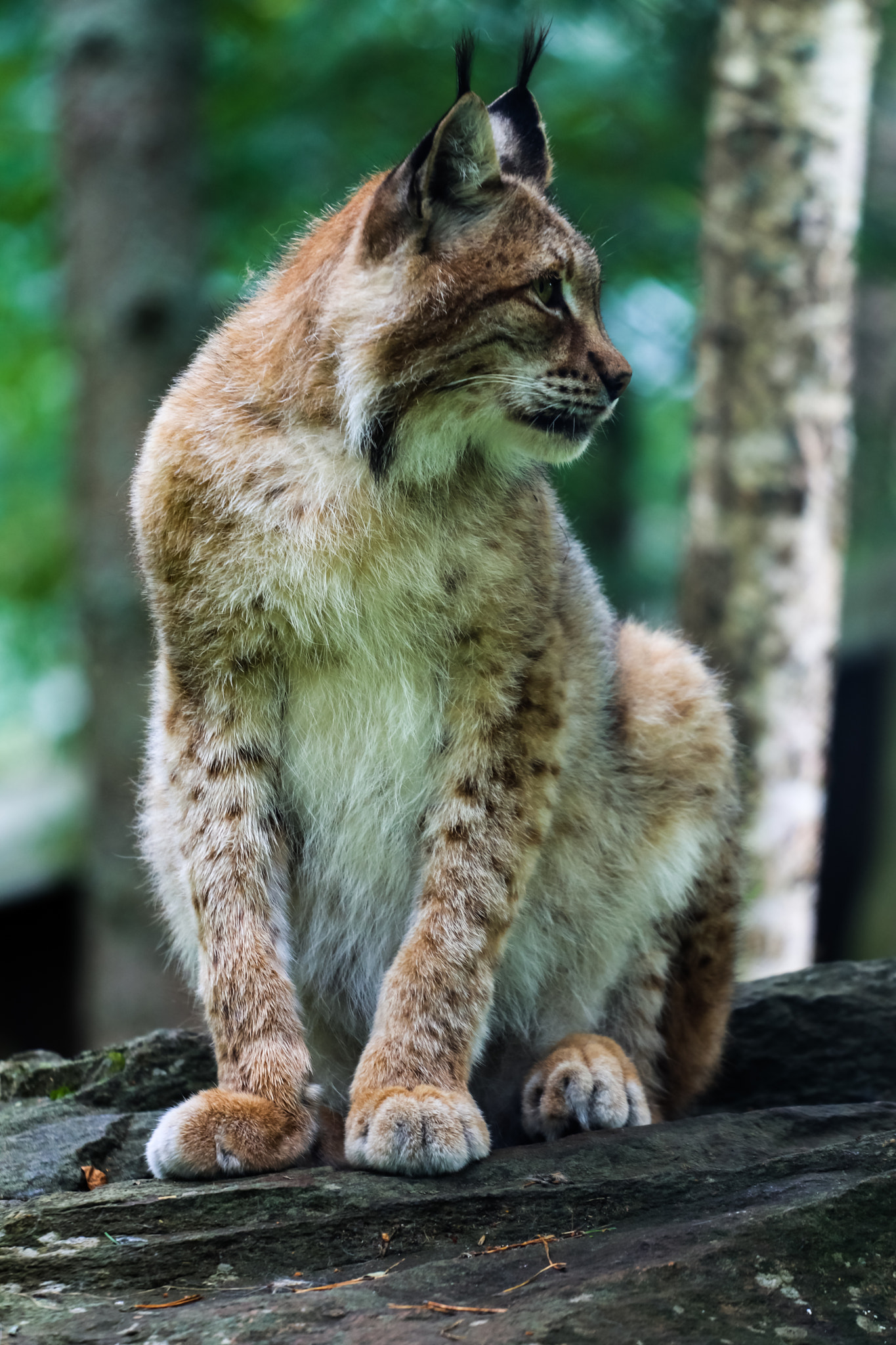 Canon EOS 80D + Canon EF 70-200mm F4L USM sample photo. Finnish lynx vol 2 photography