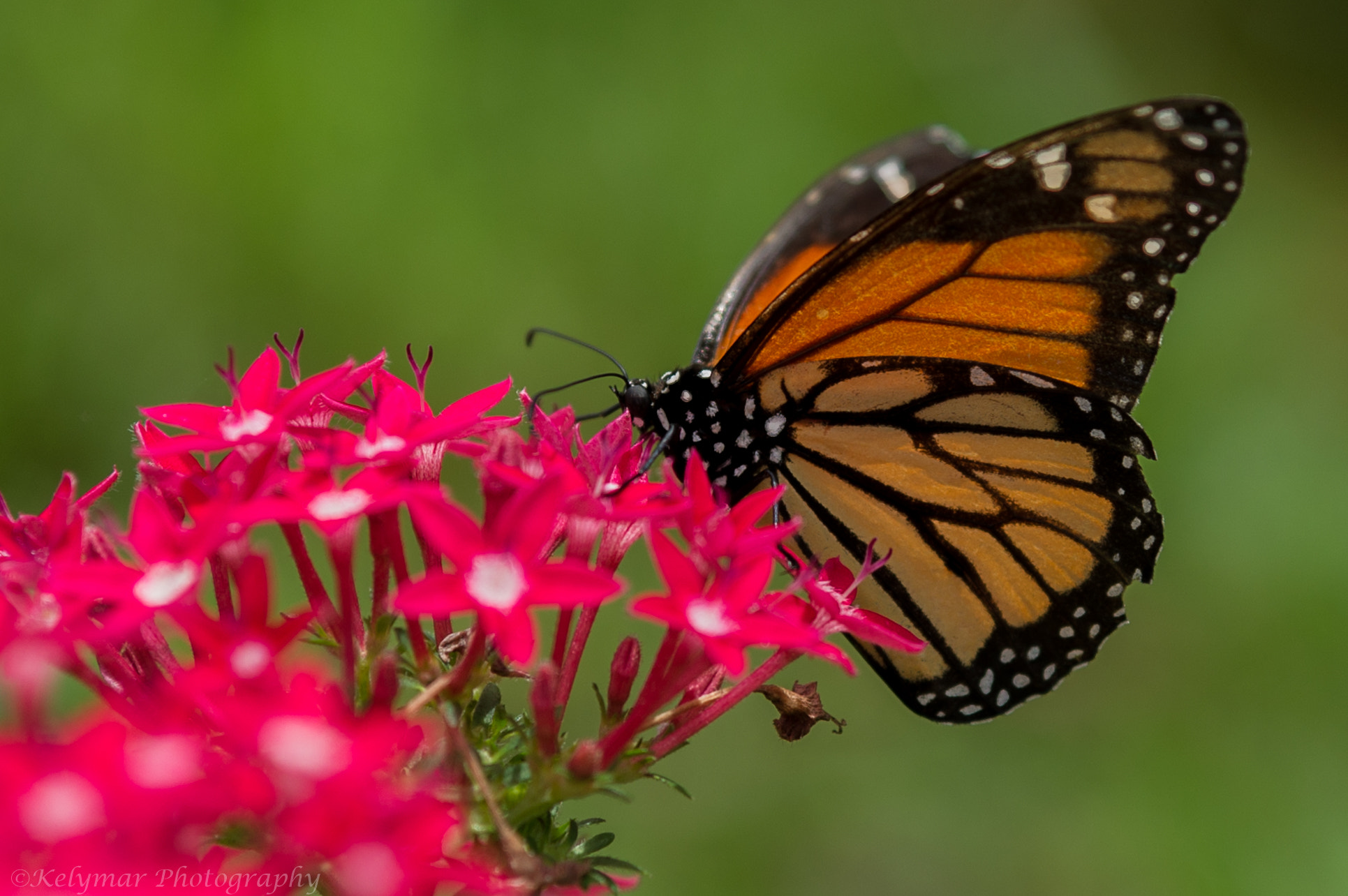 Sony Alpha DSLR-A850 sample photo. Monarch butterfly photography