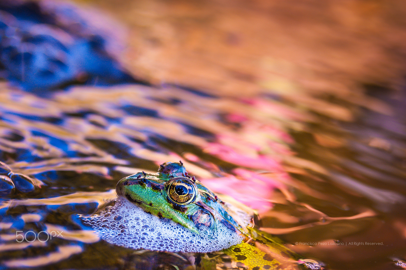 AF Zoom-Nikkor 28-80mm f/3.3-5.6G sample photo. Hipster frog & friends photography