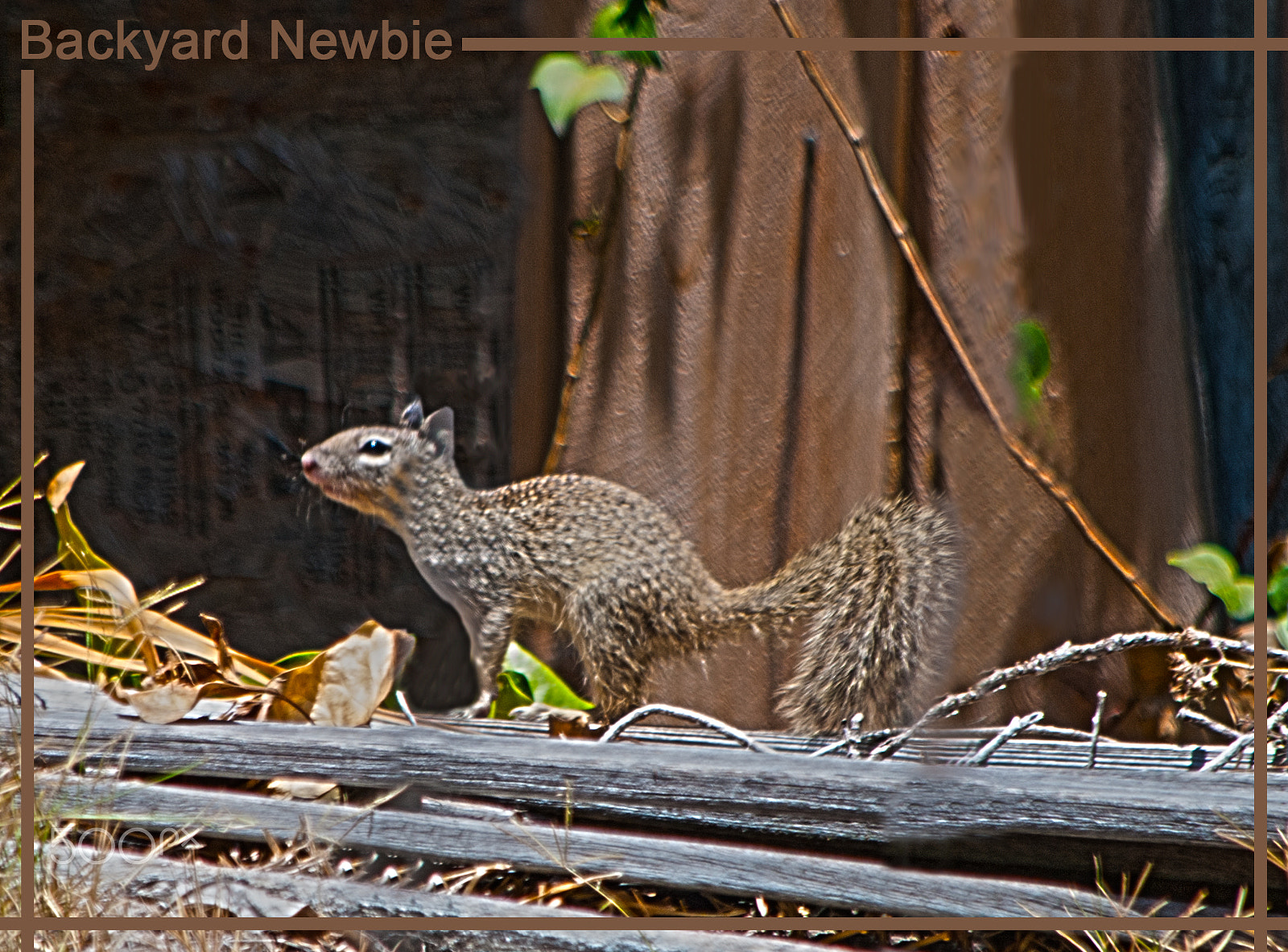 Nikon D80 sample photo. Backyard newbie photography
