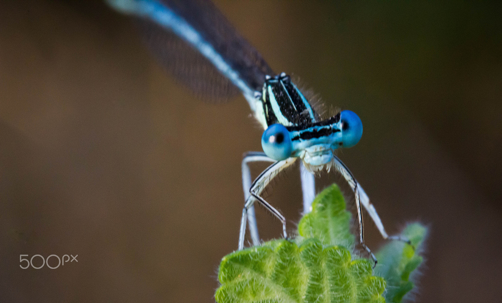 Canon EF-S 60mm F2.8 Macro USM sample photo. Dragonfly photography